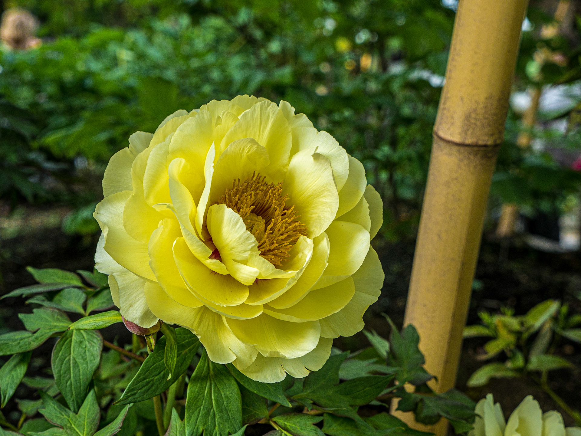 Toshogu Peony Garden, Ueno Park, Tokyo, 30 Apr 2016
