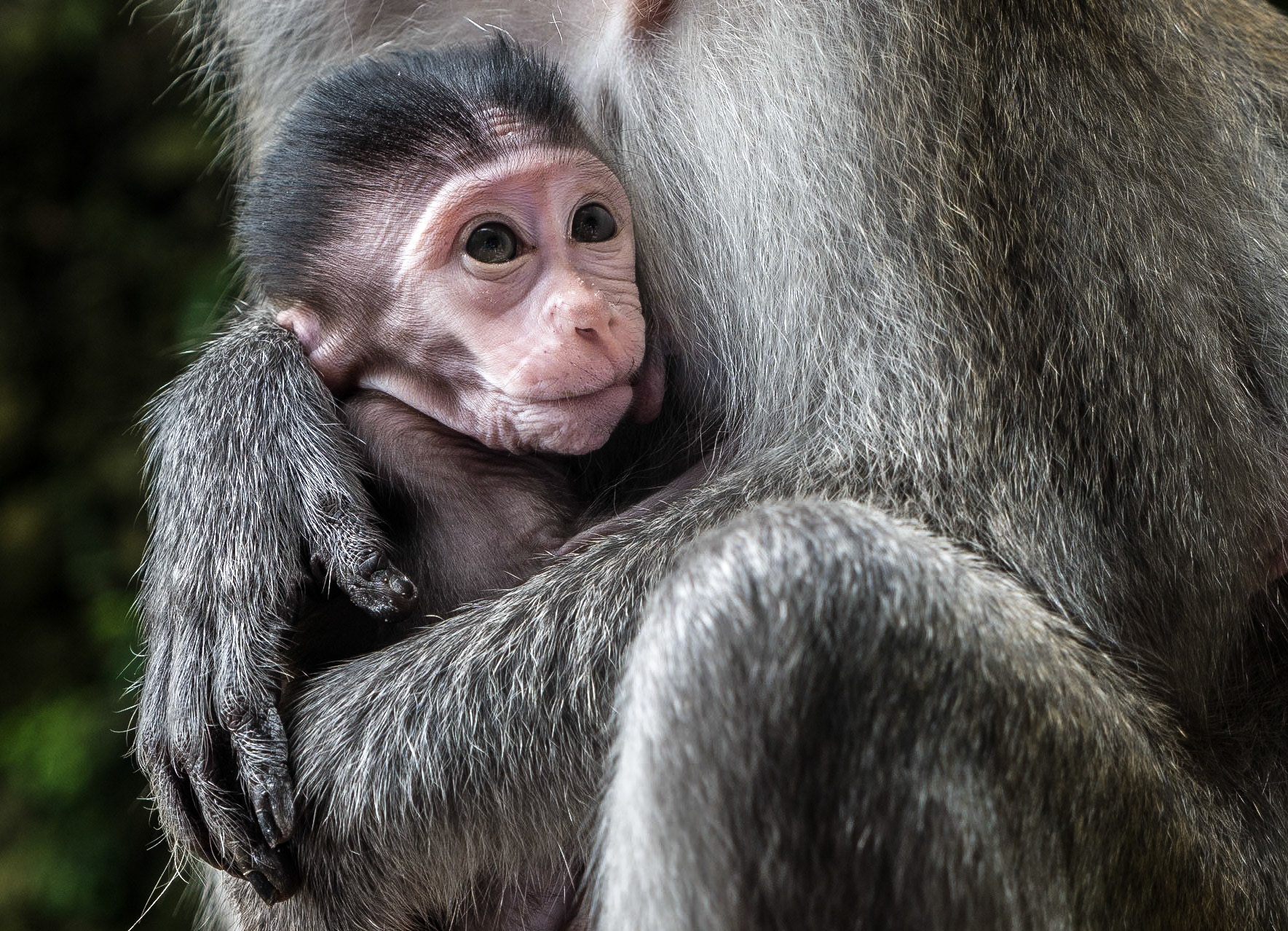 Long-tailed macaques, Batu Caves, Kuala Lumpur, 31 May 2017