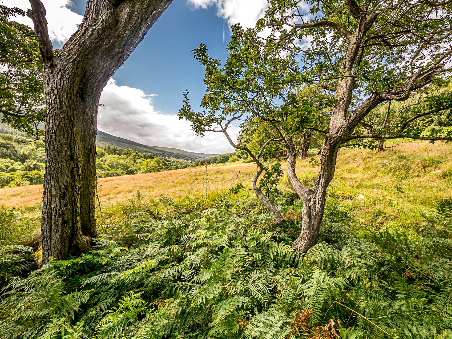 Knockree, Co Wicklow, 2 Aug 2017