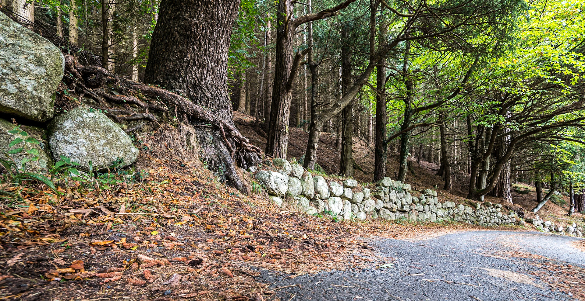Knockree, Co Wicklow, 30 Oct 2016