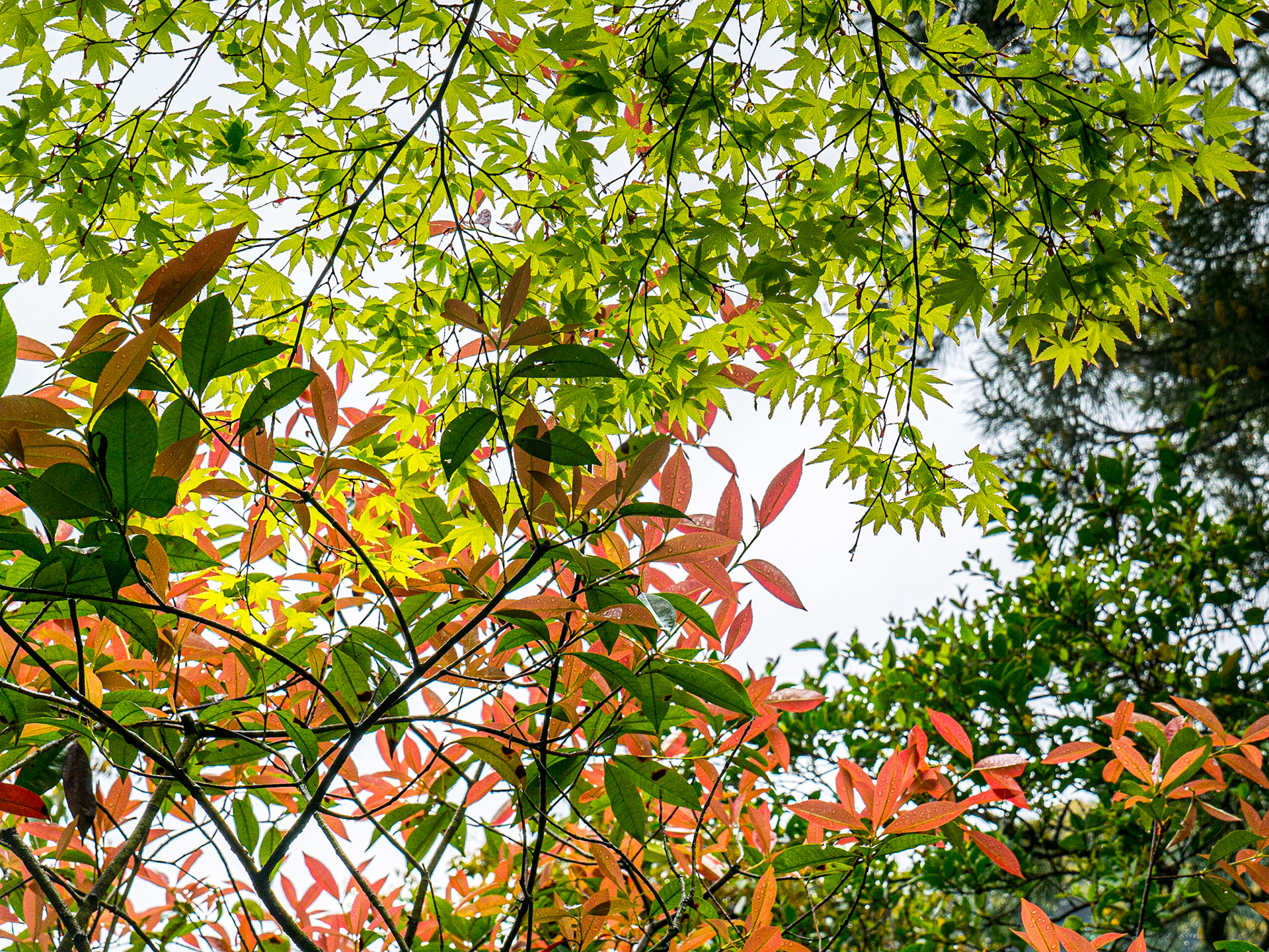 Grounds of Ginkaku-ji (Jisho-ji) temple, Kyoto, 28 Apr 2016