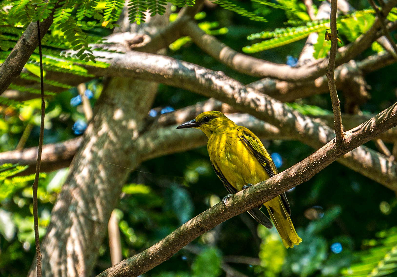 Protestant Cemetery, Georgetown, 9 Jun 2017