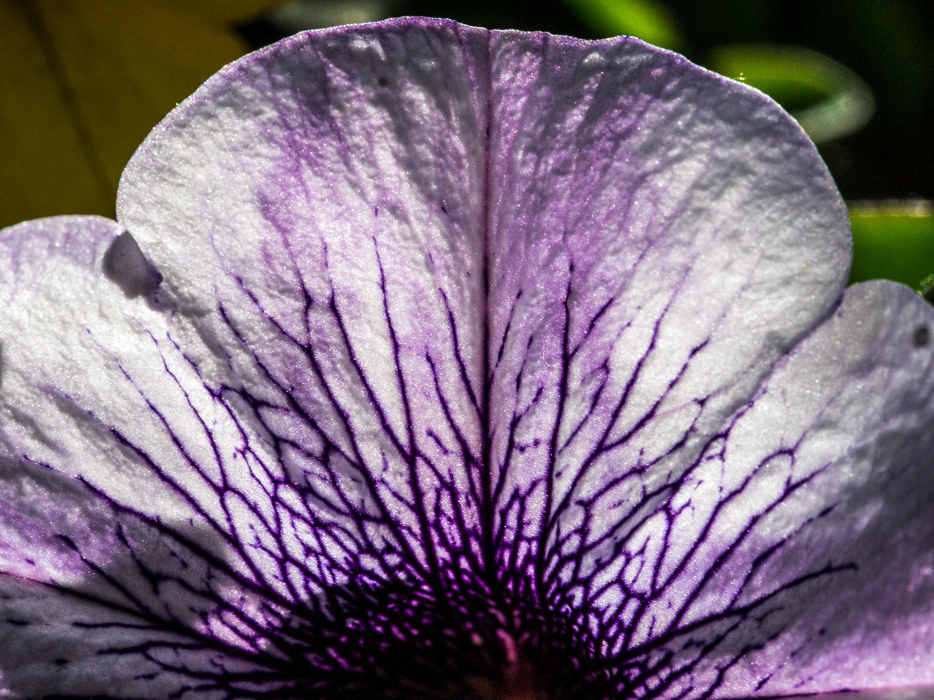 Flowers in back garden, 7 Jun 2014