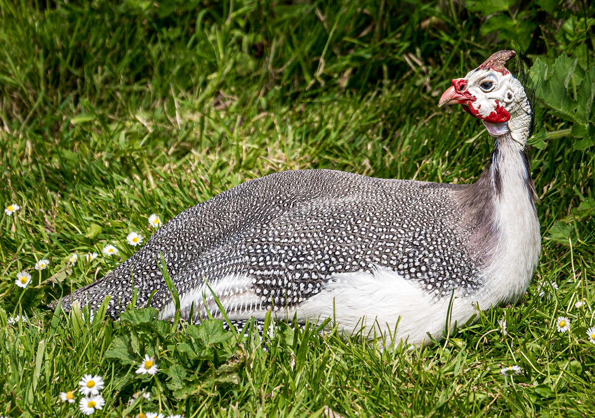 Guinea fowl, Kilruddery House, Co Wicklow, 29 Jun 2014