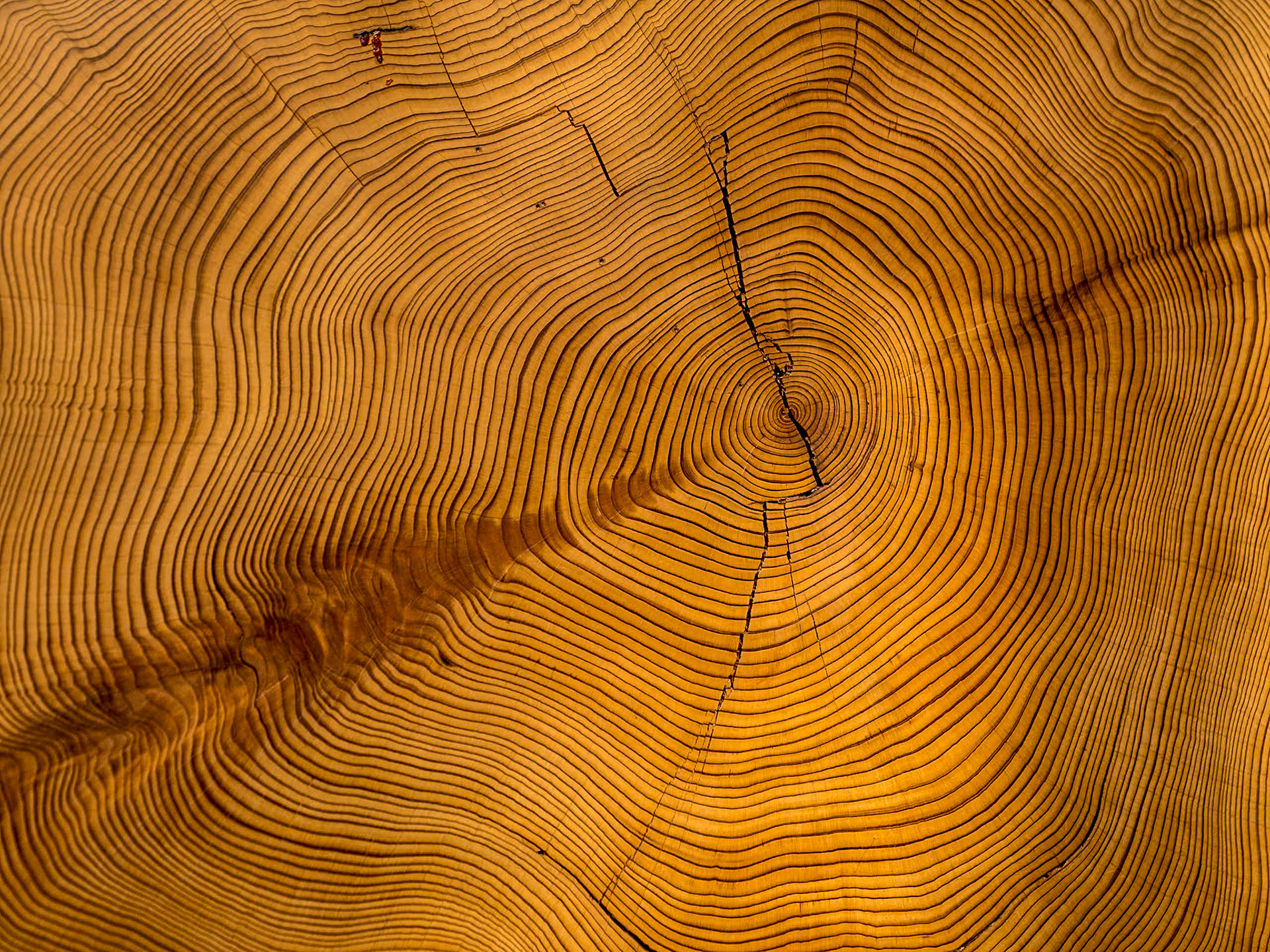 California Academy of Sciences, San Francisco, 15 Jan 2024