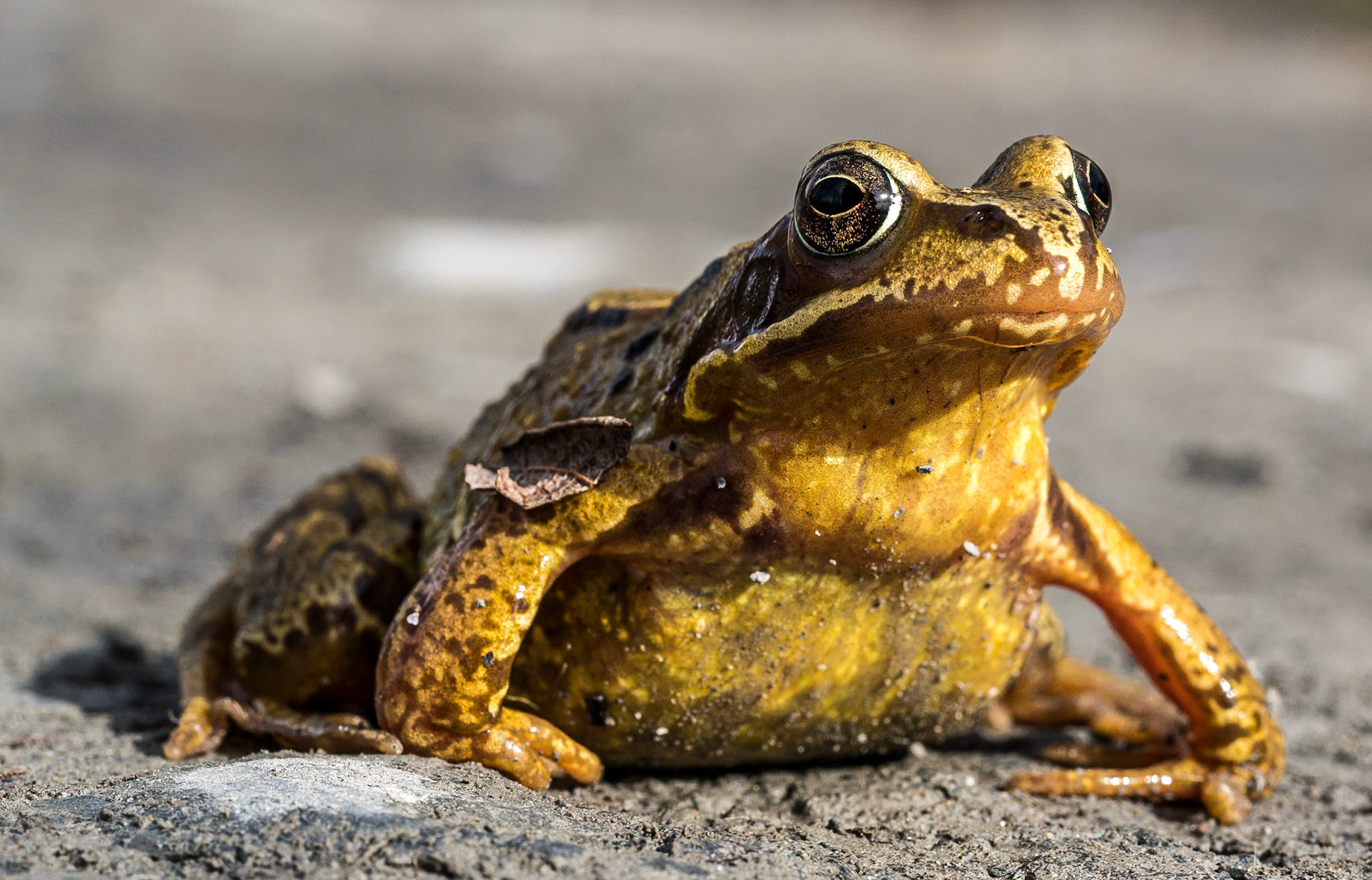 frog, beside Blessington lakes, Co Wicklow, 6 Mar 2015