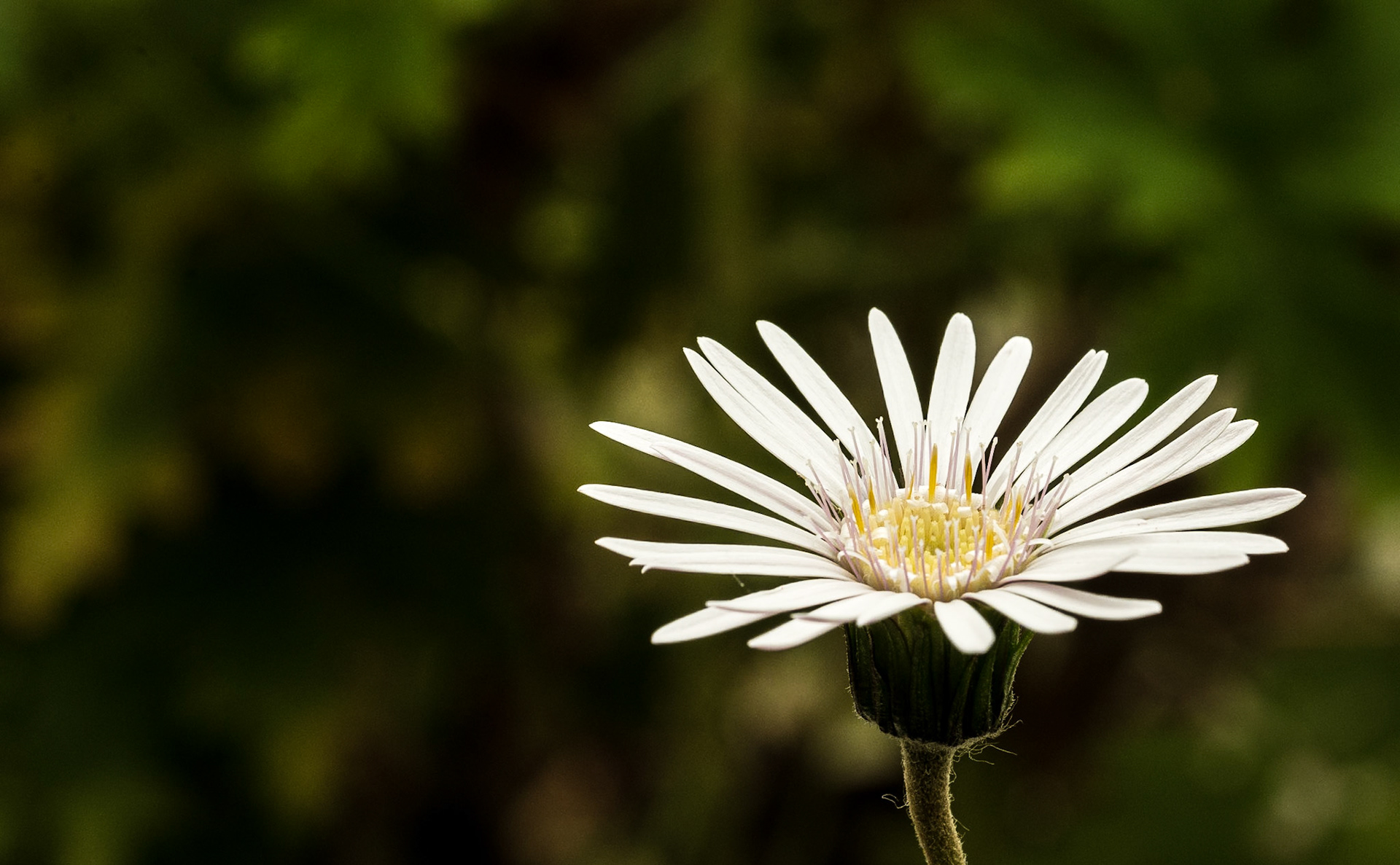 Botanic Gardens, Dublin, 8 Jul 2016