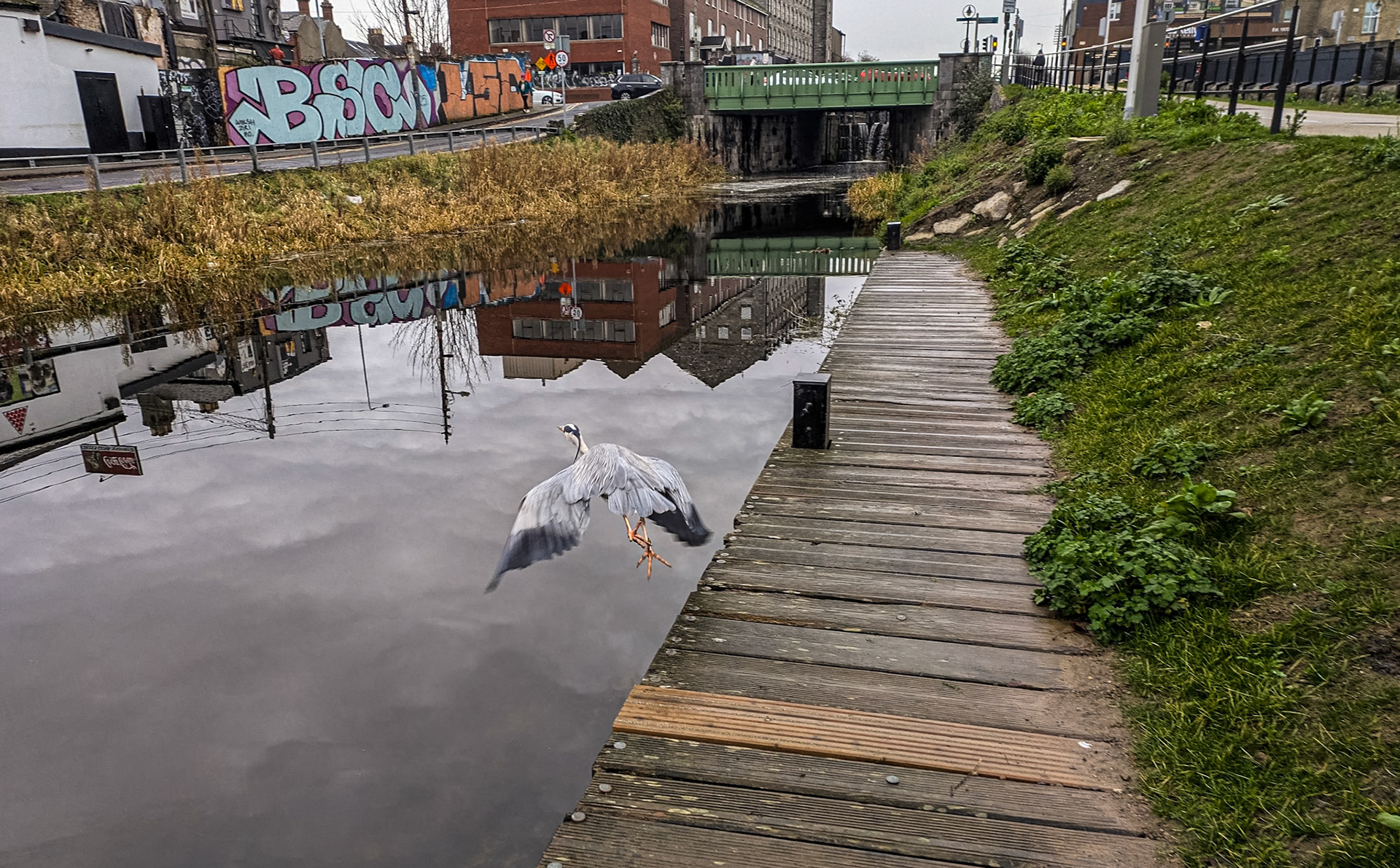 Heron, Royal Canal, Phibsborough, Dublin, 4 Jan 2025