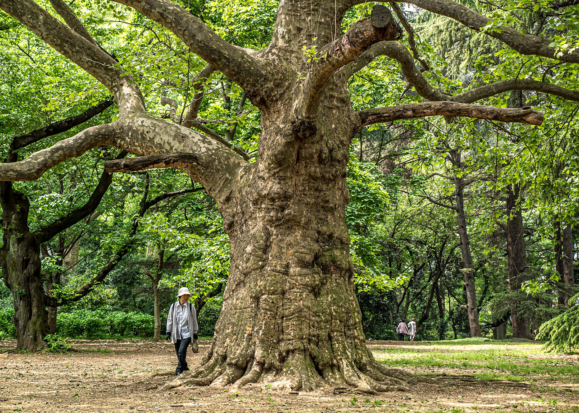 Shinjuku Gyoen National Garden, Tokyo, 3 May 2016