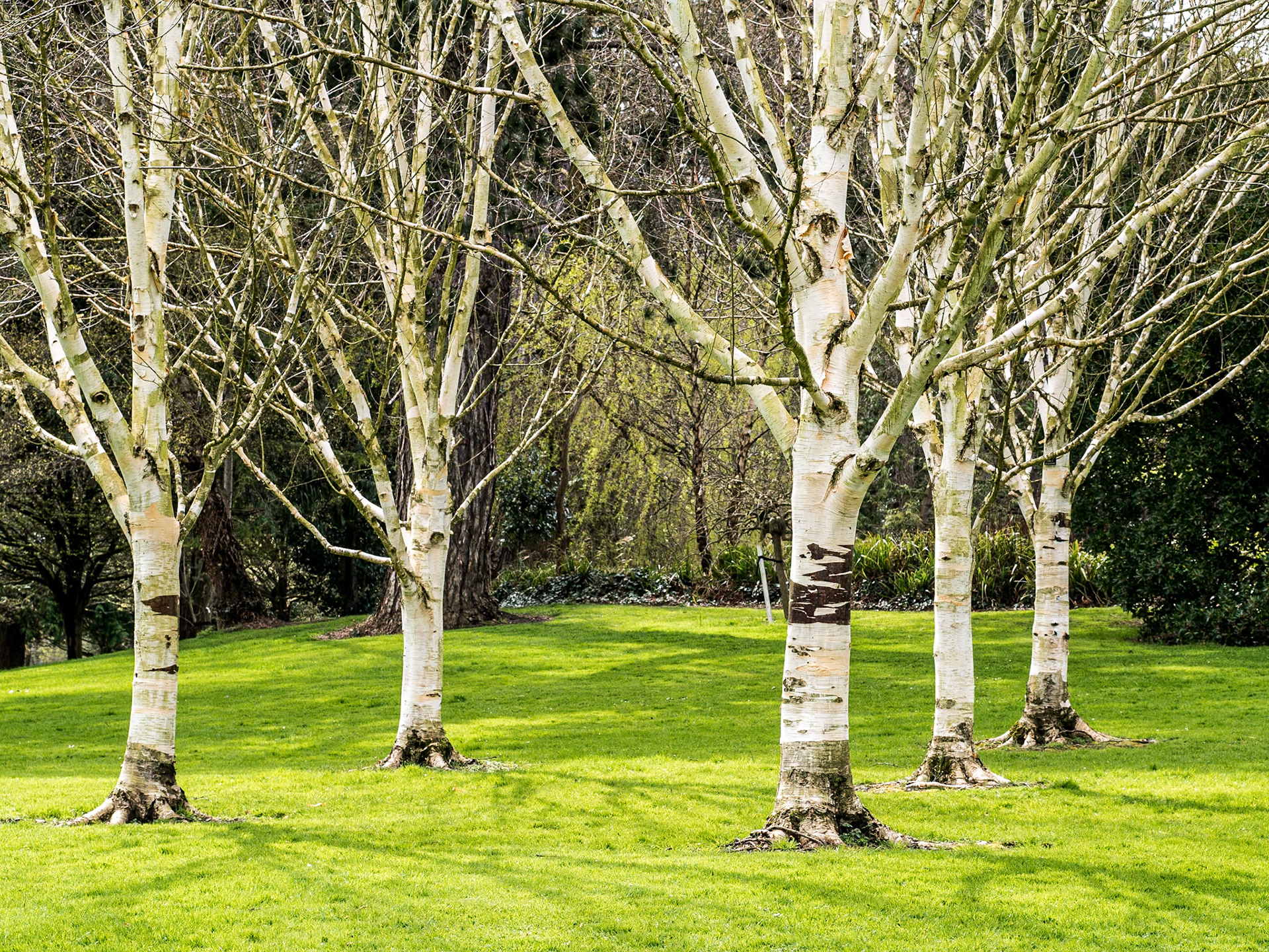 Birch, gardens around Farmleigh, 12 Apr 2015