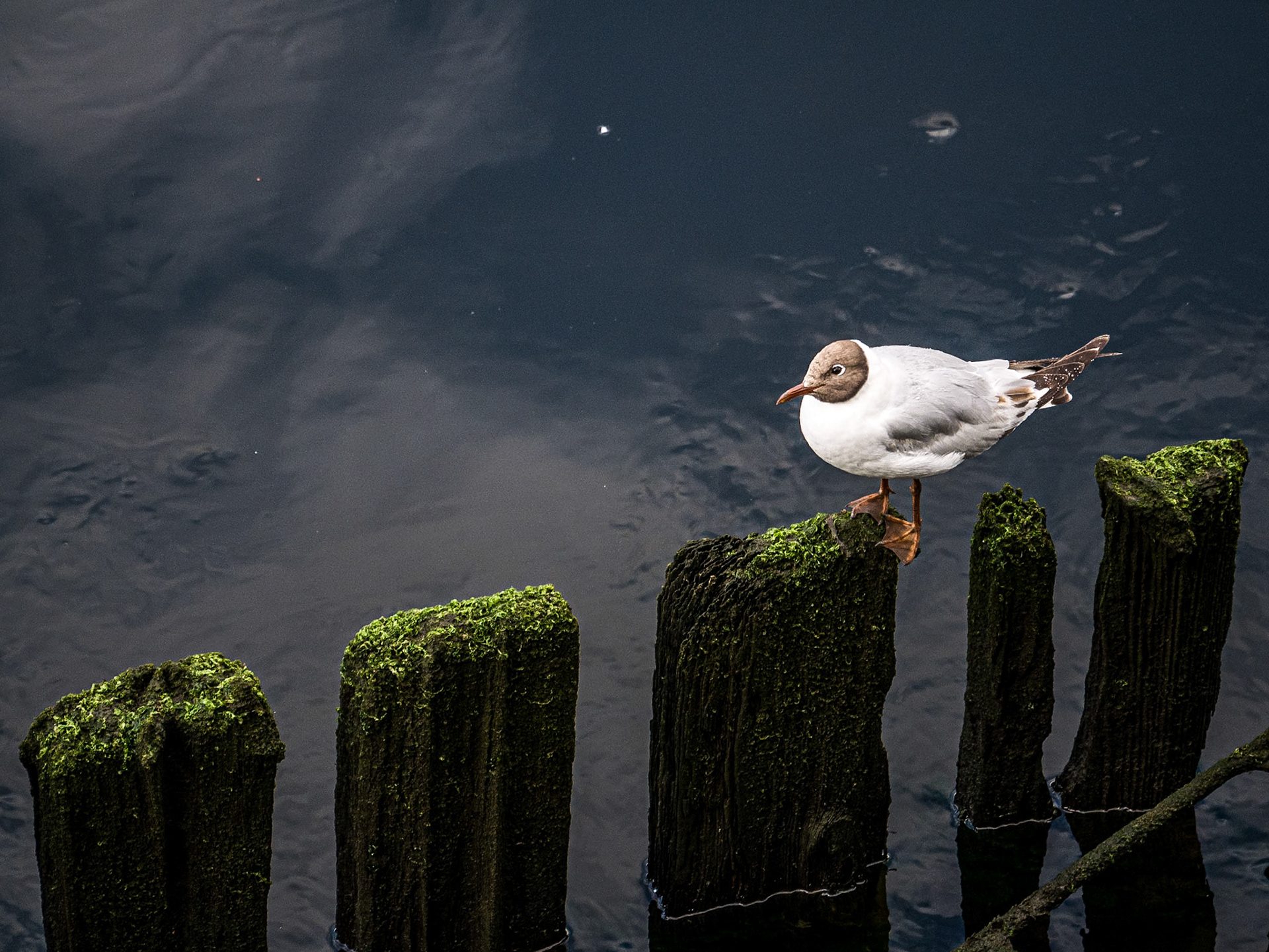 Seagull on the Liffey at Heuston, Dublin, 8 Aug 2014