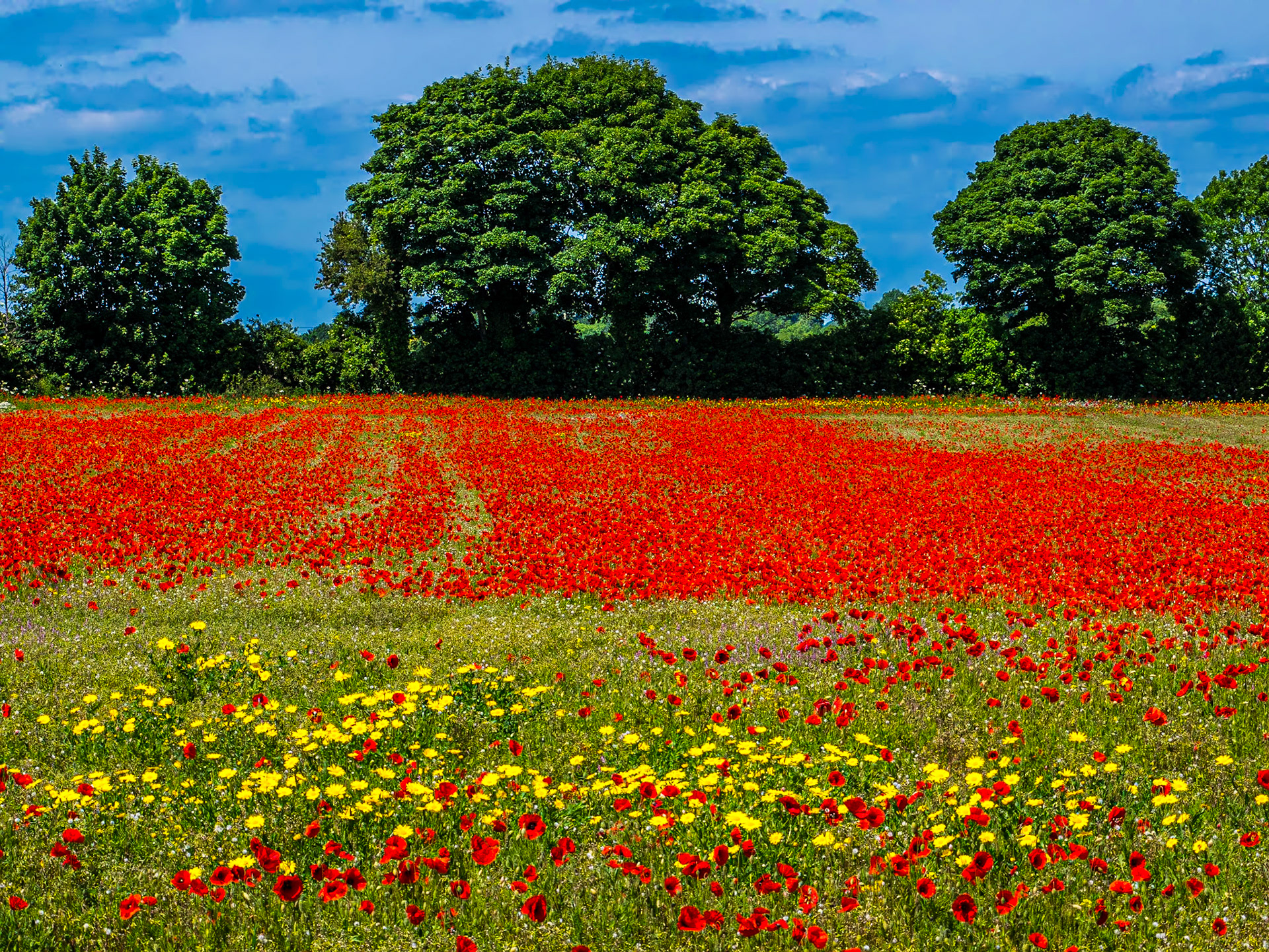 Poppy field, Ballon, Co Carlow, 18 Jun 2015