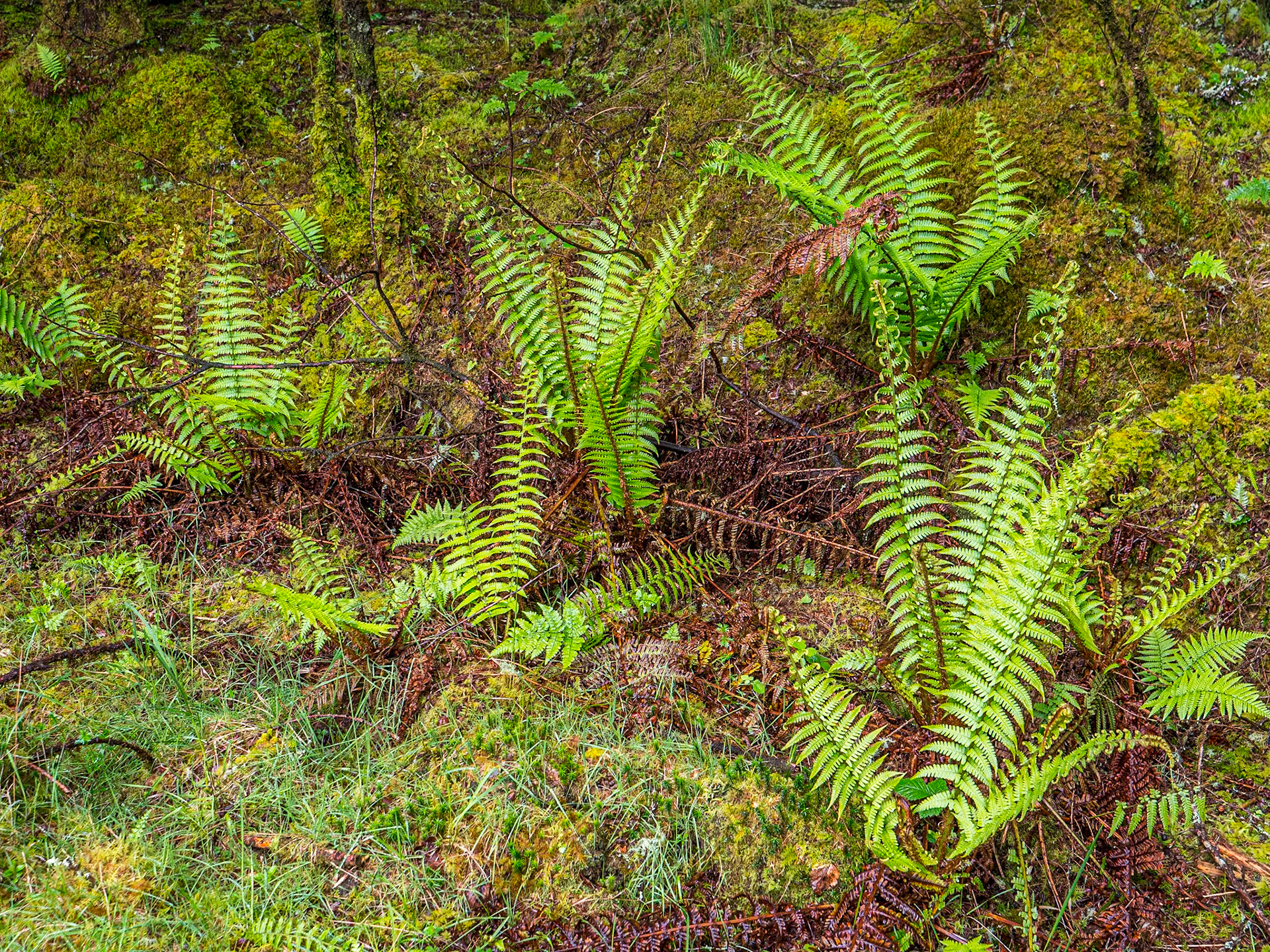 Near Derryclare Nature Reserve, Co Galway, 10 May 2023
