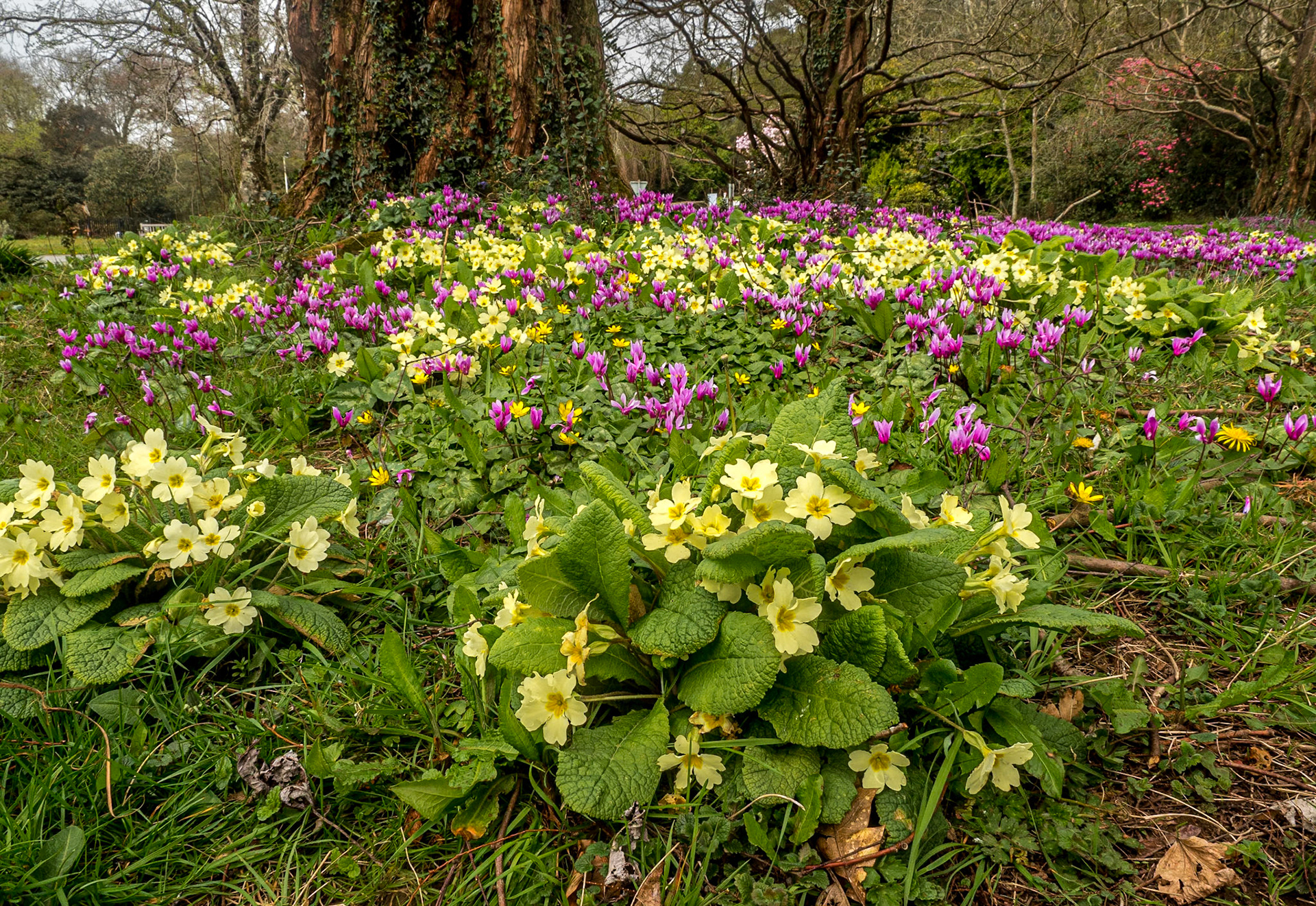 John F Kennedy Arboretum, Co Wexford, 6 Apr 2022