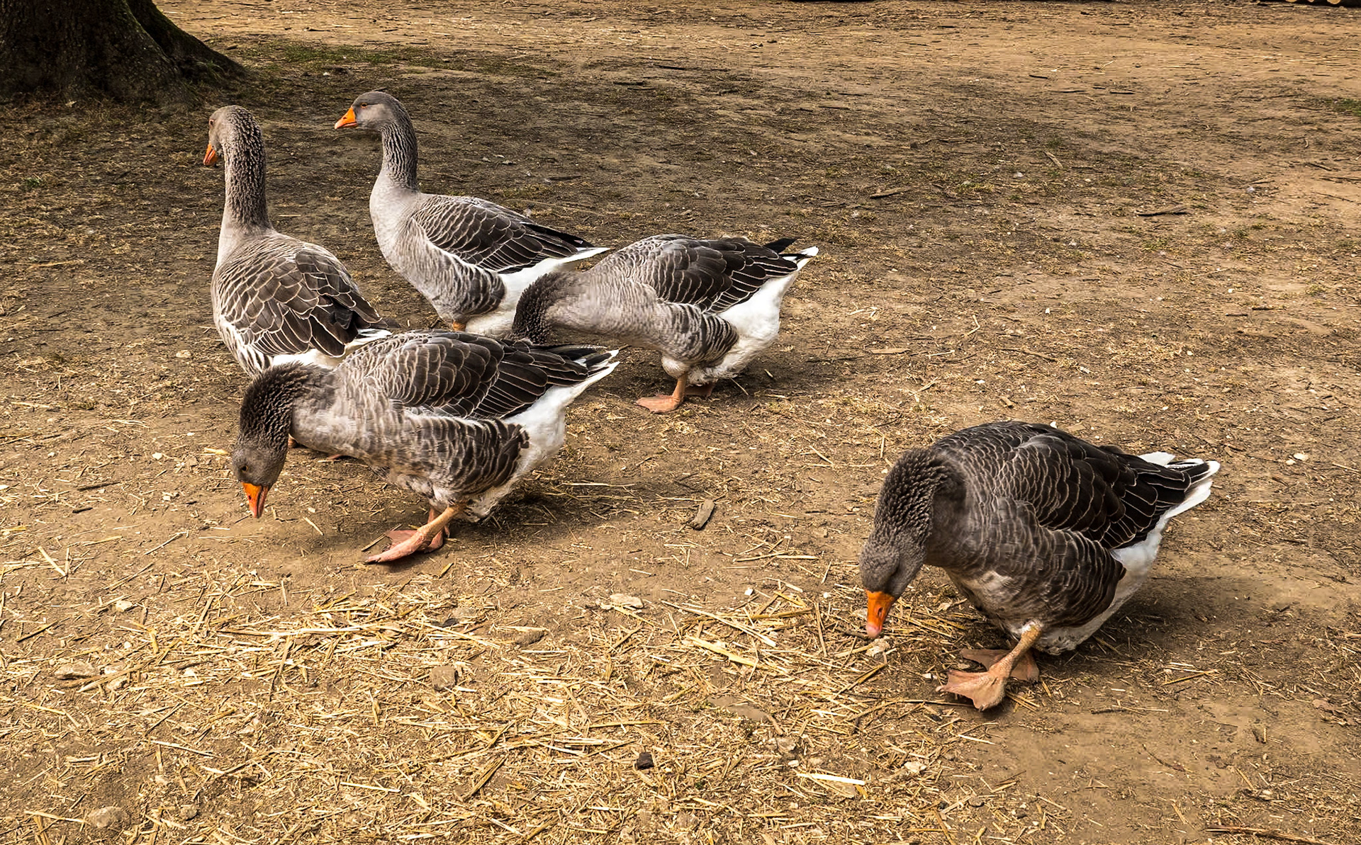 At Guédelon Castle, France, 5 Sep 2021