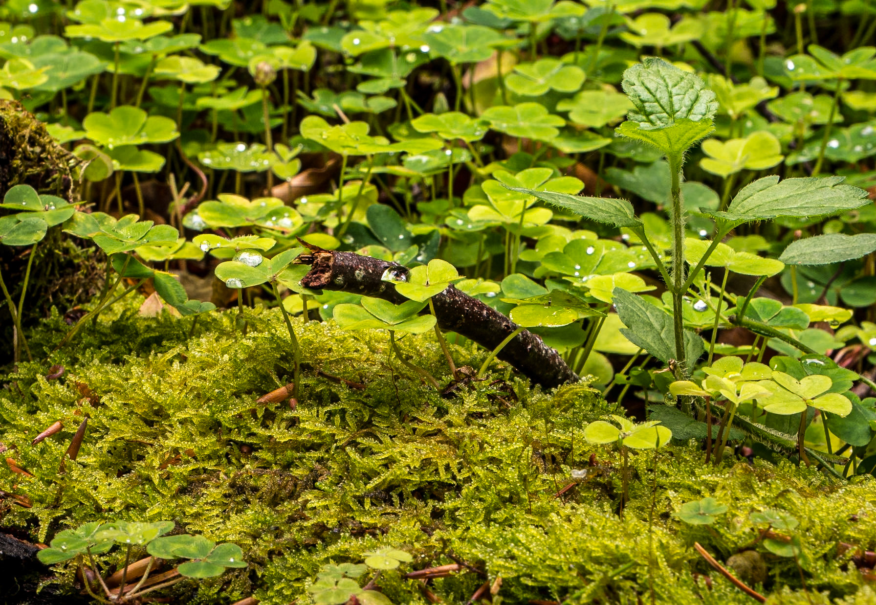 Massy's Estate, Co Dublin, 3 Aug 2023