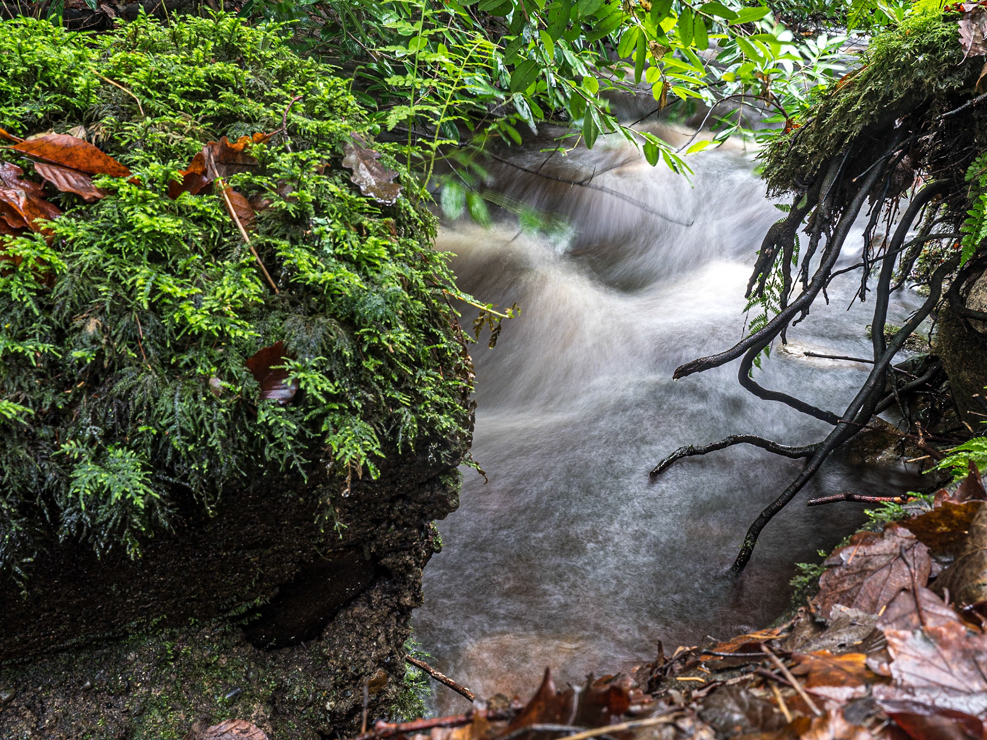 Massy's Estate, Co Dublin, 12 Jan 2021