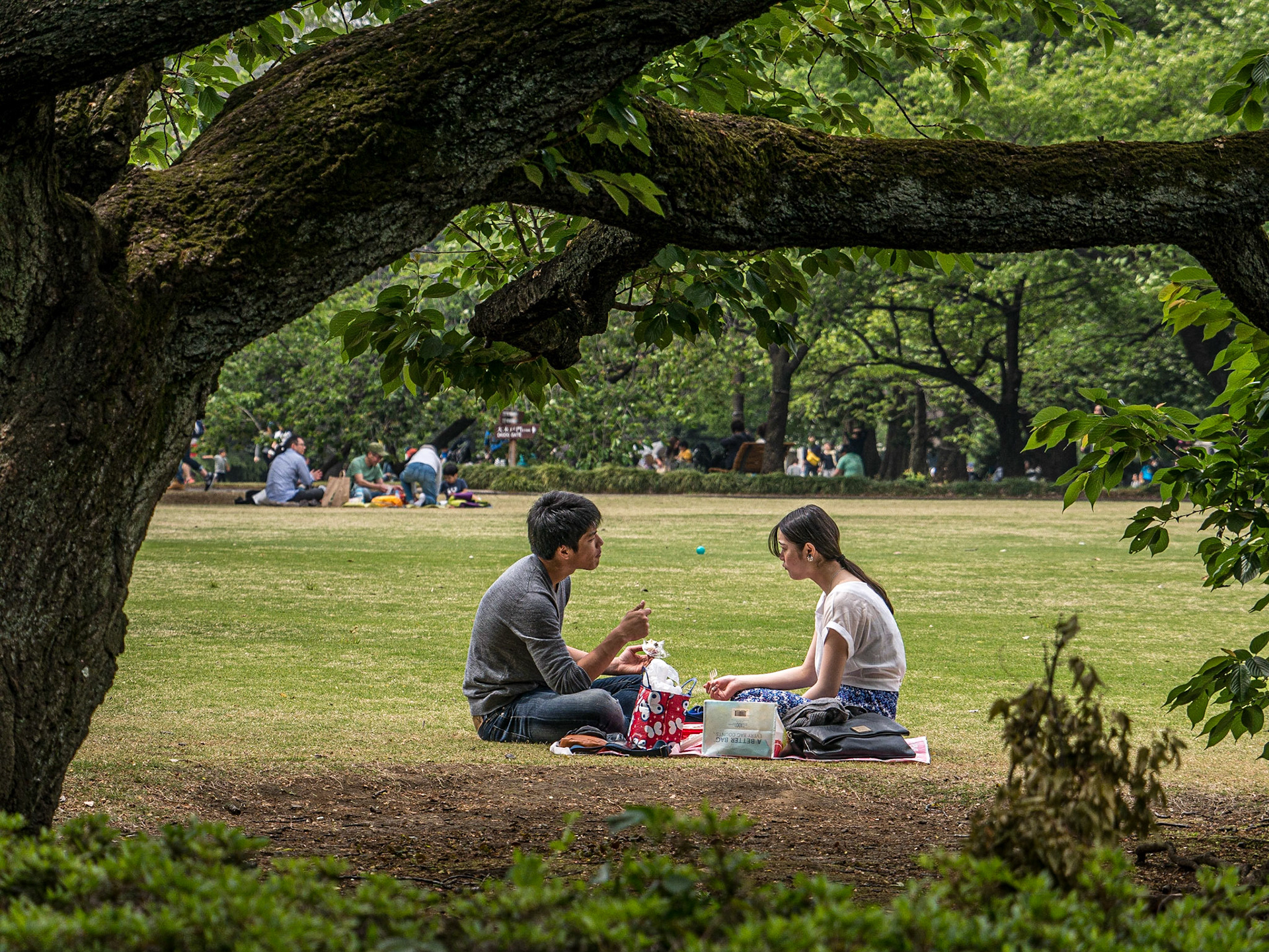 Shinjuku Gyoen National Garden, Tokyo, 3 May 2016