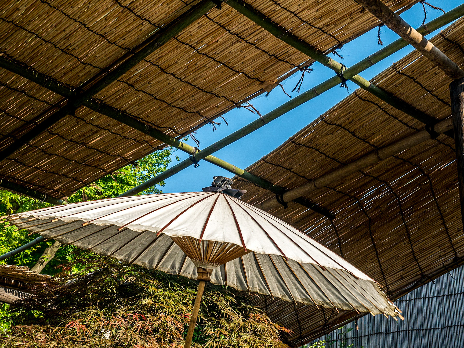 Toshogu Peony Garden, Ueno Park, Tokyo, 30 Apr 2016