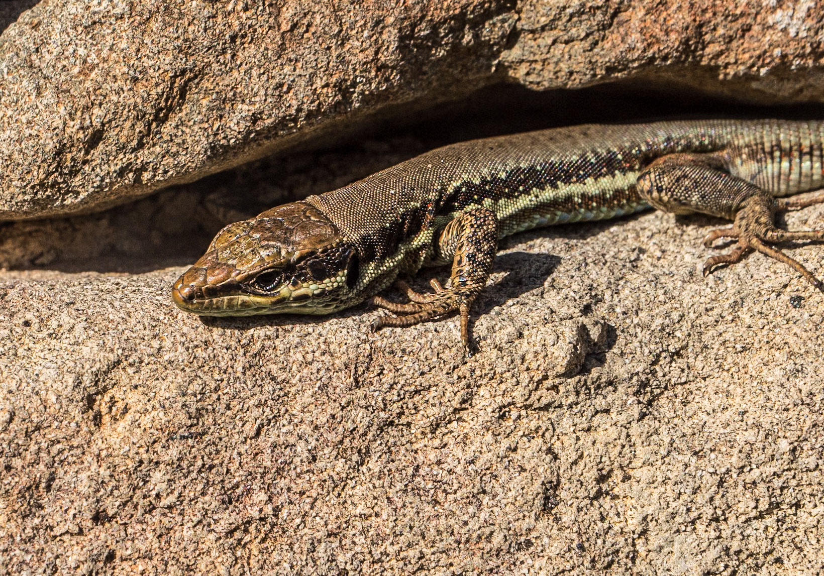 Lizard at Archangelos Michael Chapel, Galata, Cyprus, 21 Feb 2025