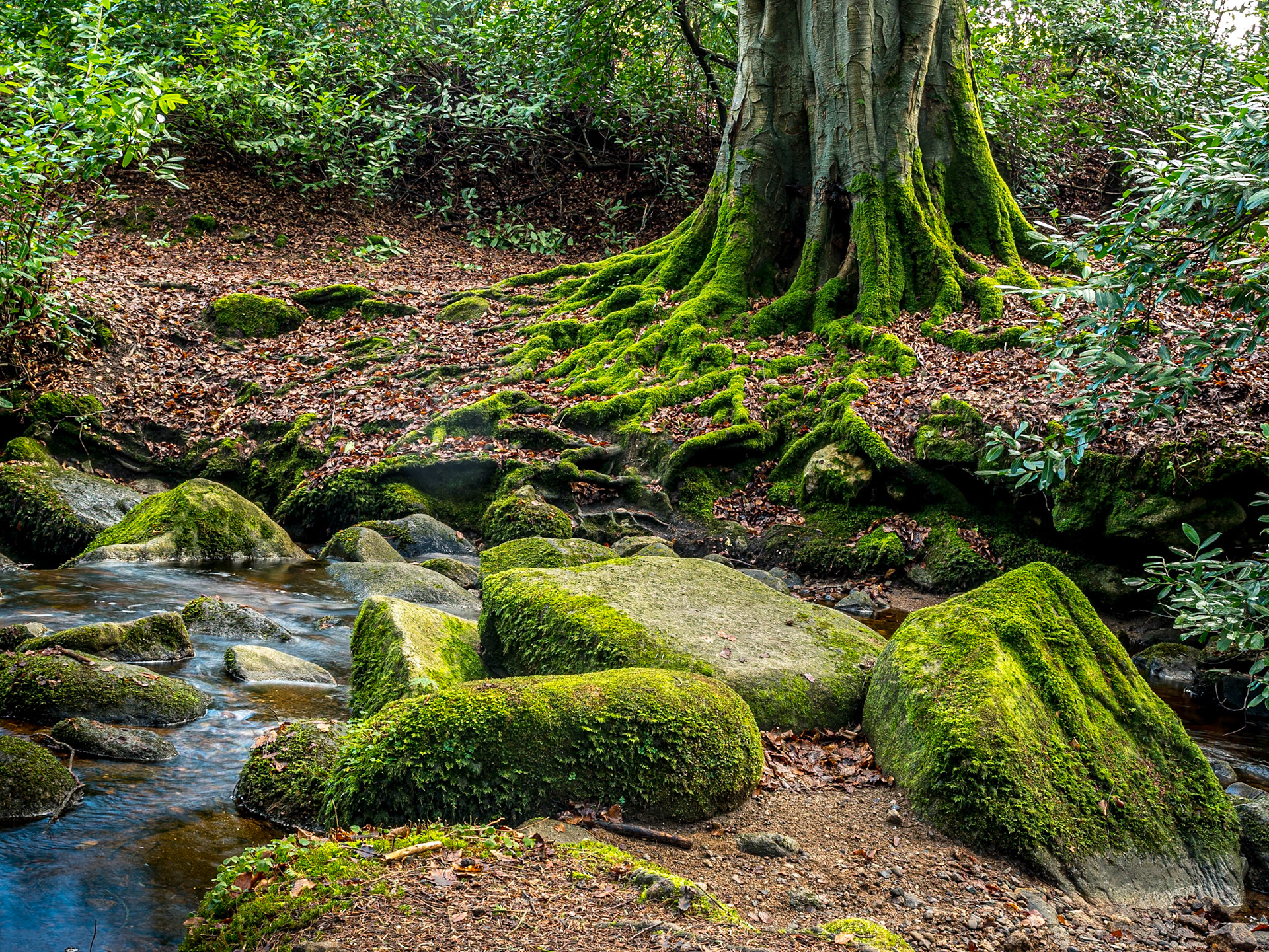 Massy's Estate, Co Dublin, 5 Feb 2017