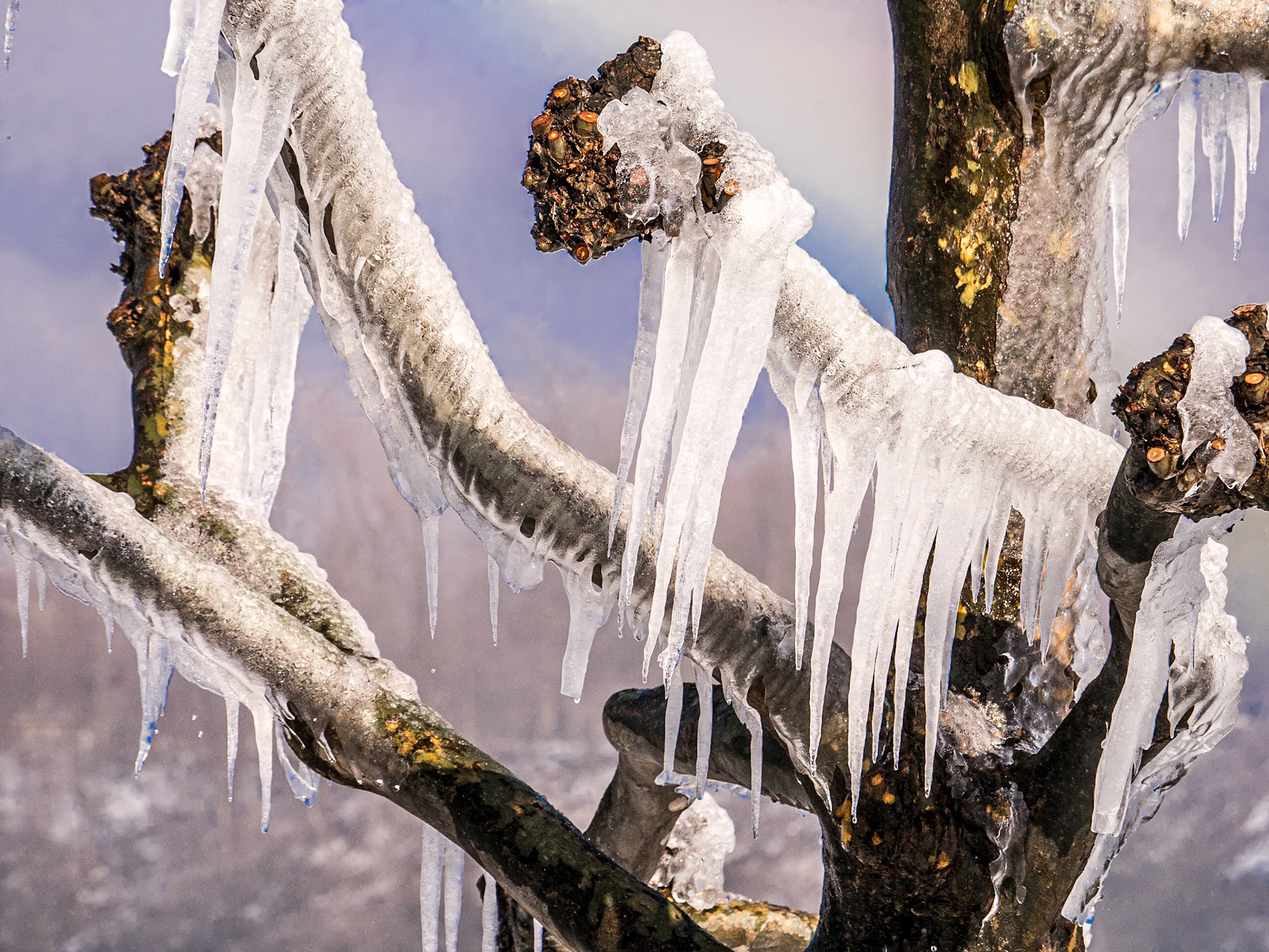 Trees with icicles, Niagara Falls, 7 Mar 2018