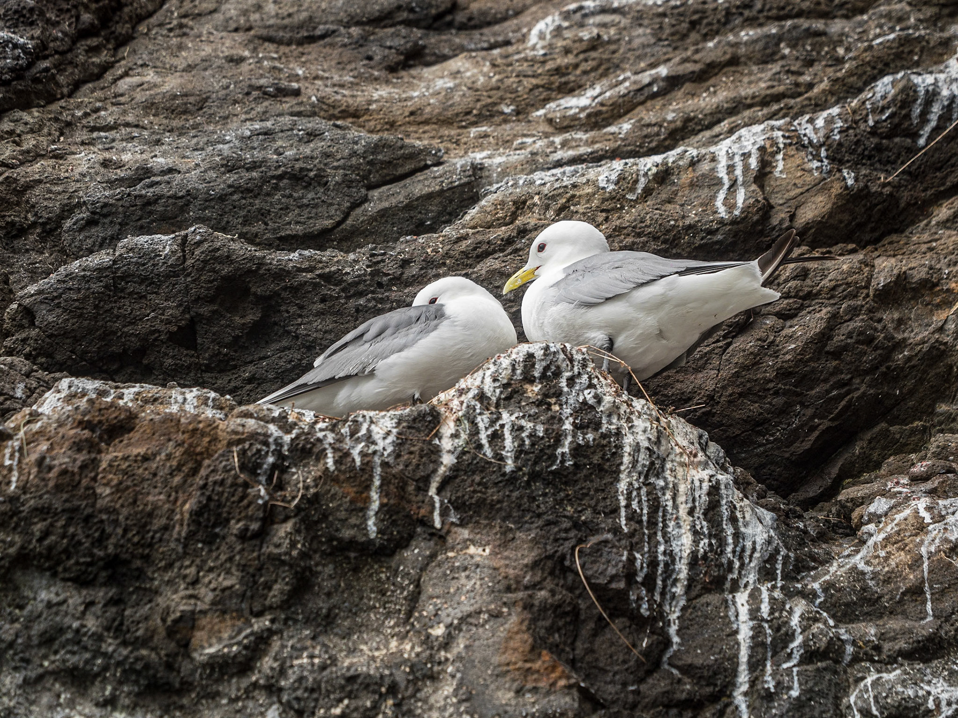 Seabirds on the Gobbins walk, Co Antrim, 10 Jul 2024