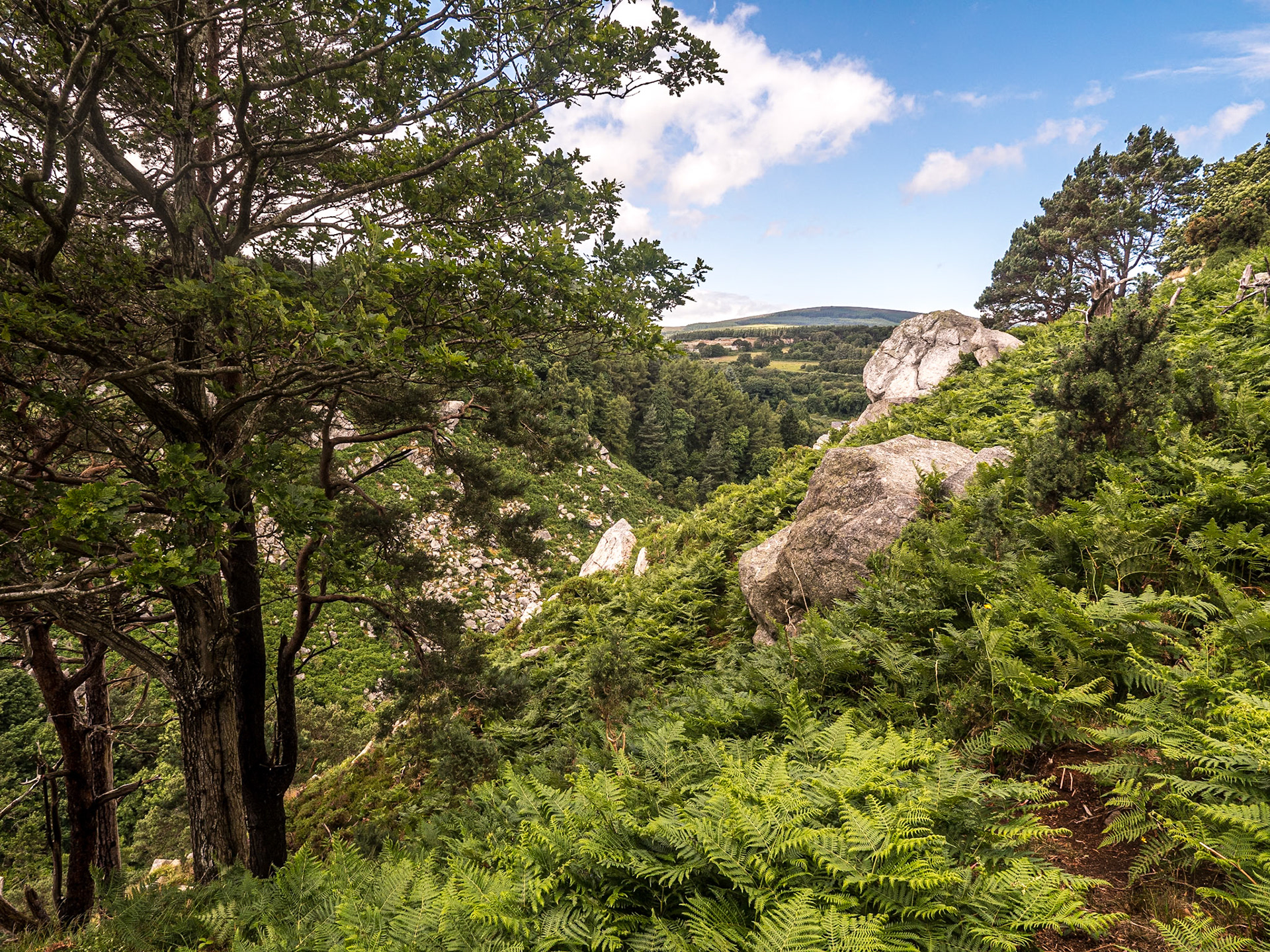 Barnaslingan Forest, Co Dublin, 28 Jun 2022