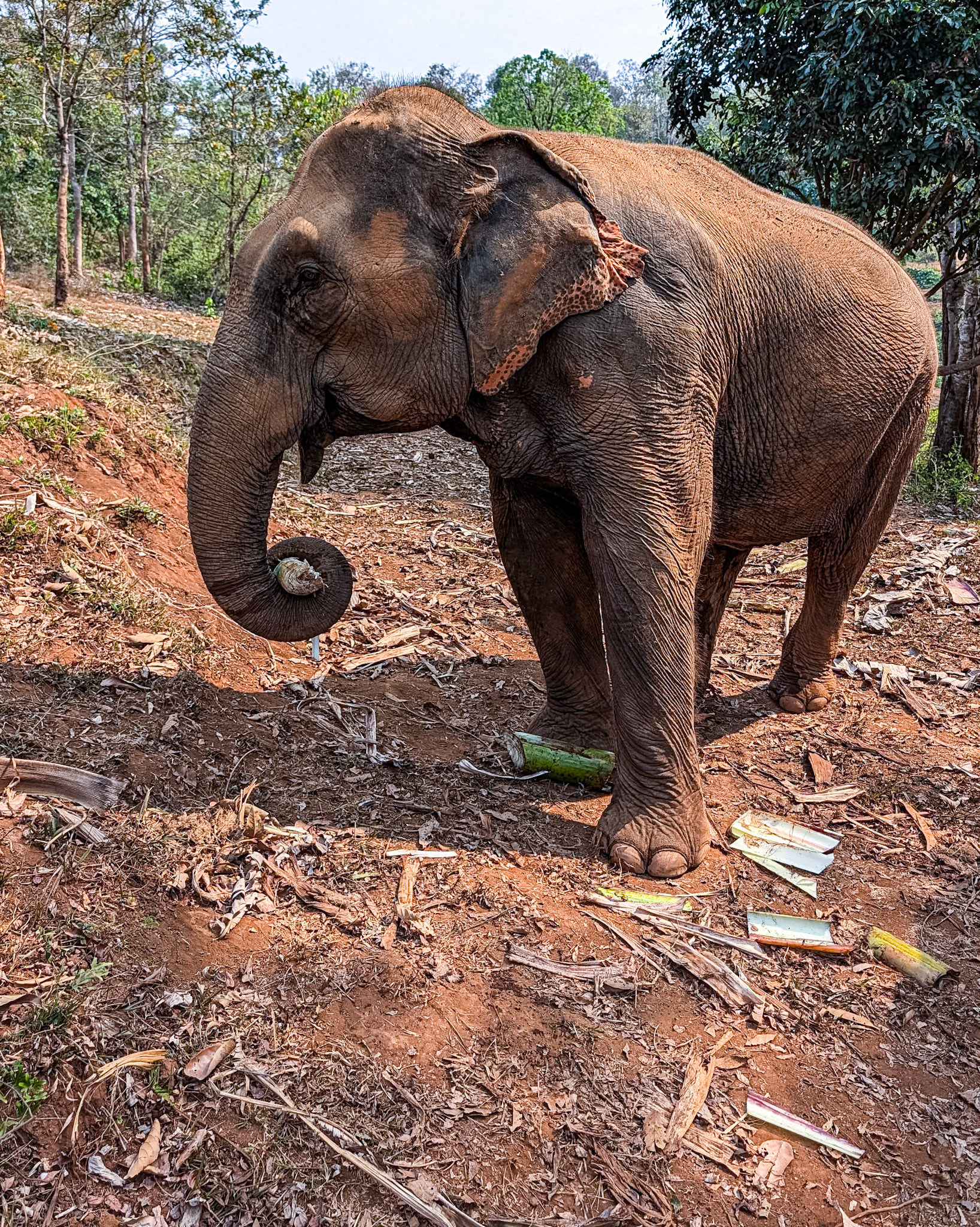 At Elephant Rescue Park, N of Chiang Mai, 19 Feb 2026