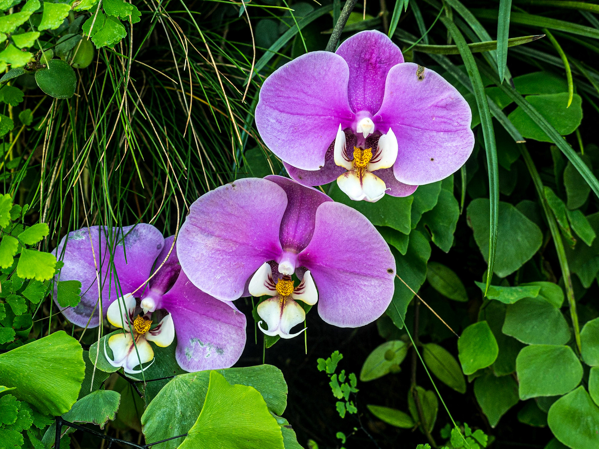 Cloud Forest, Gardens by the Bay, Singapore, 3 Jun 2017