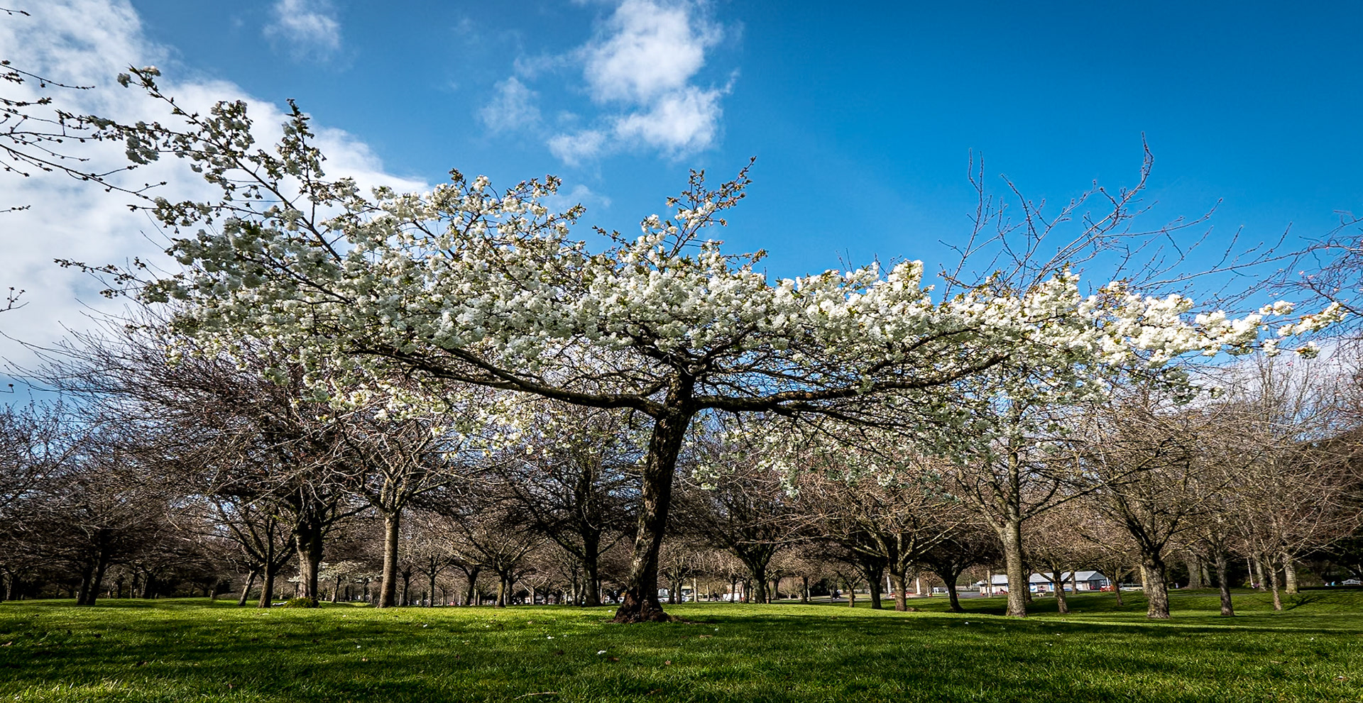 War Memorial Gardens, Dublin, 25 Mar 2020