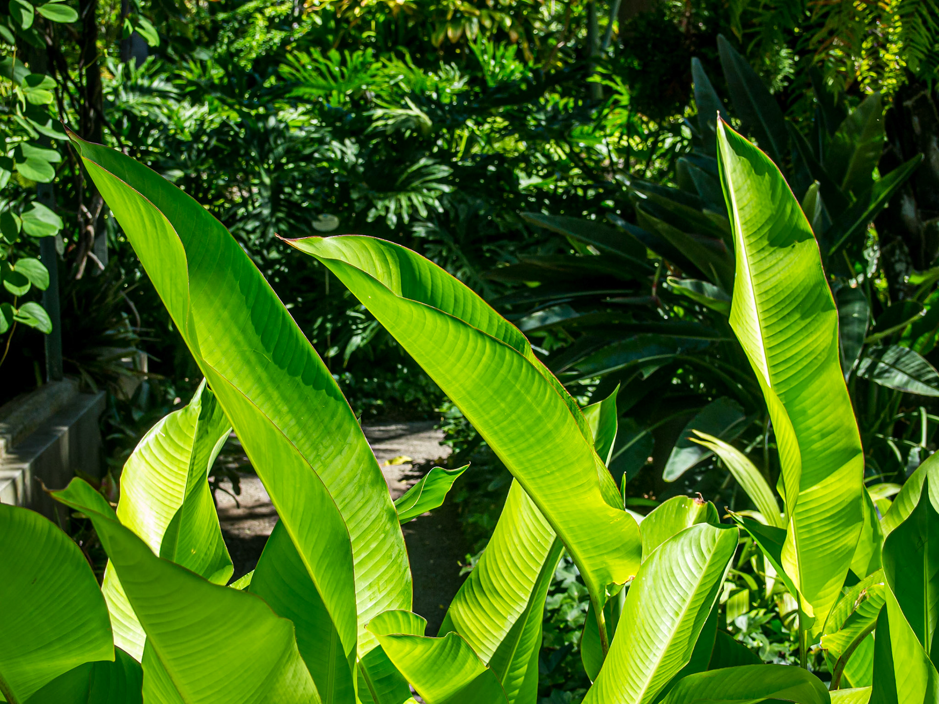 Botanic gardens, Puerto de la Cruz, Tenerife, 18 Aug 2013
