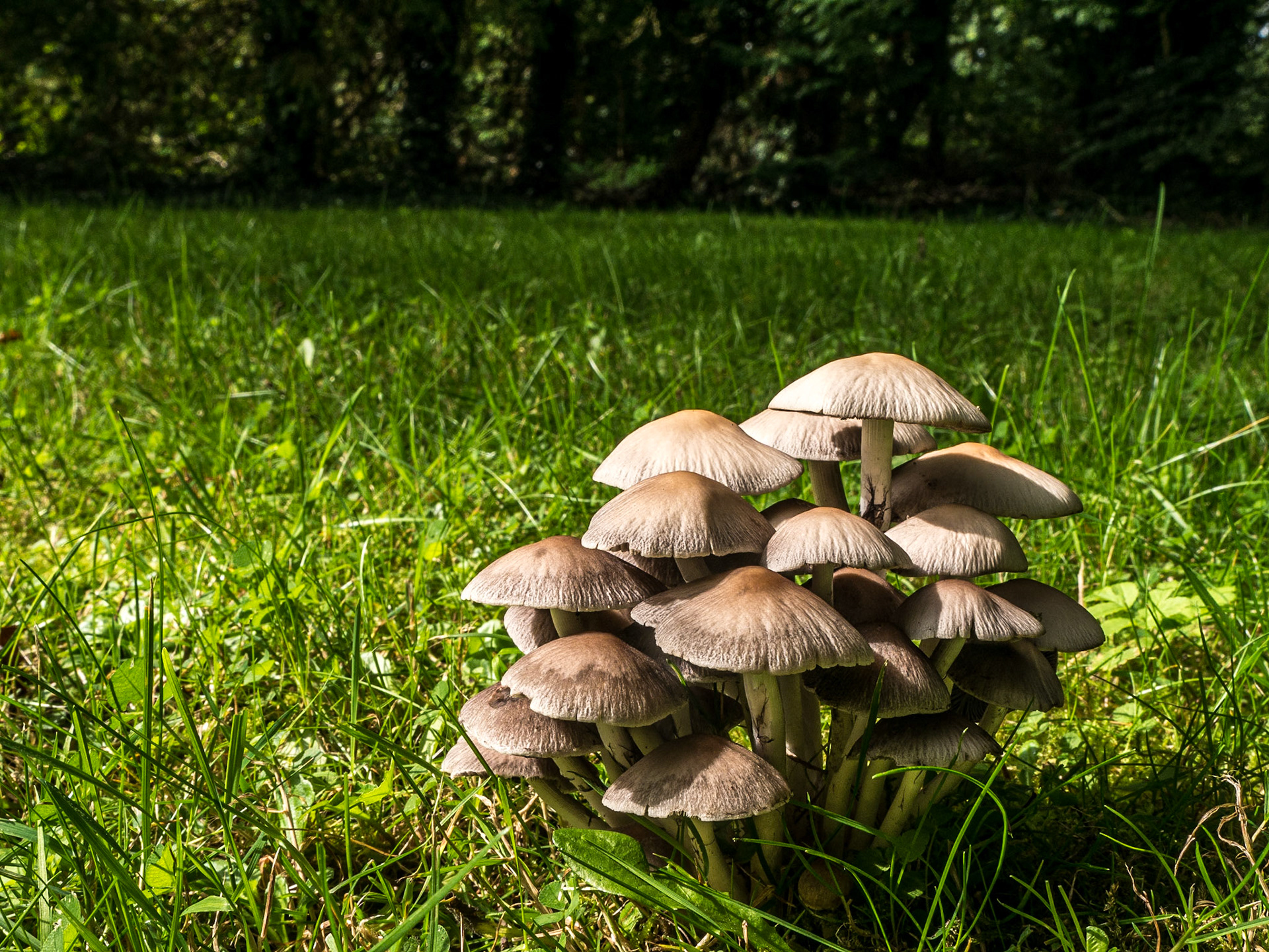 By Crookstown Corn Mill, Ballitore, County Kildare