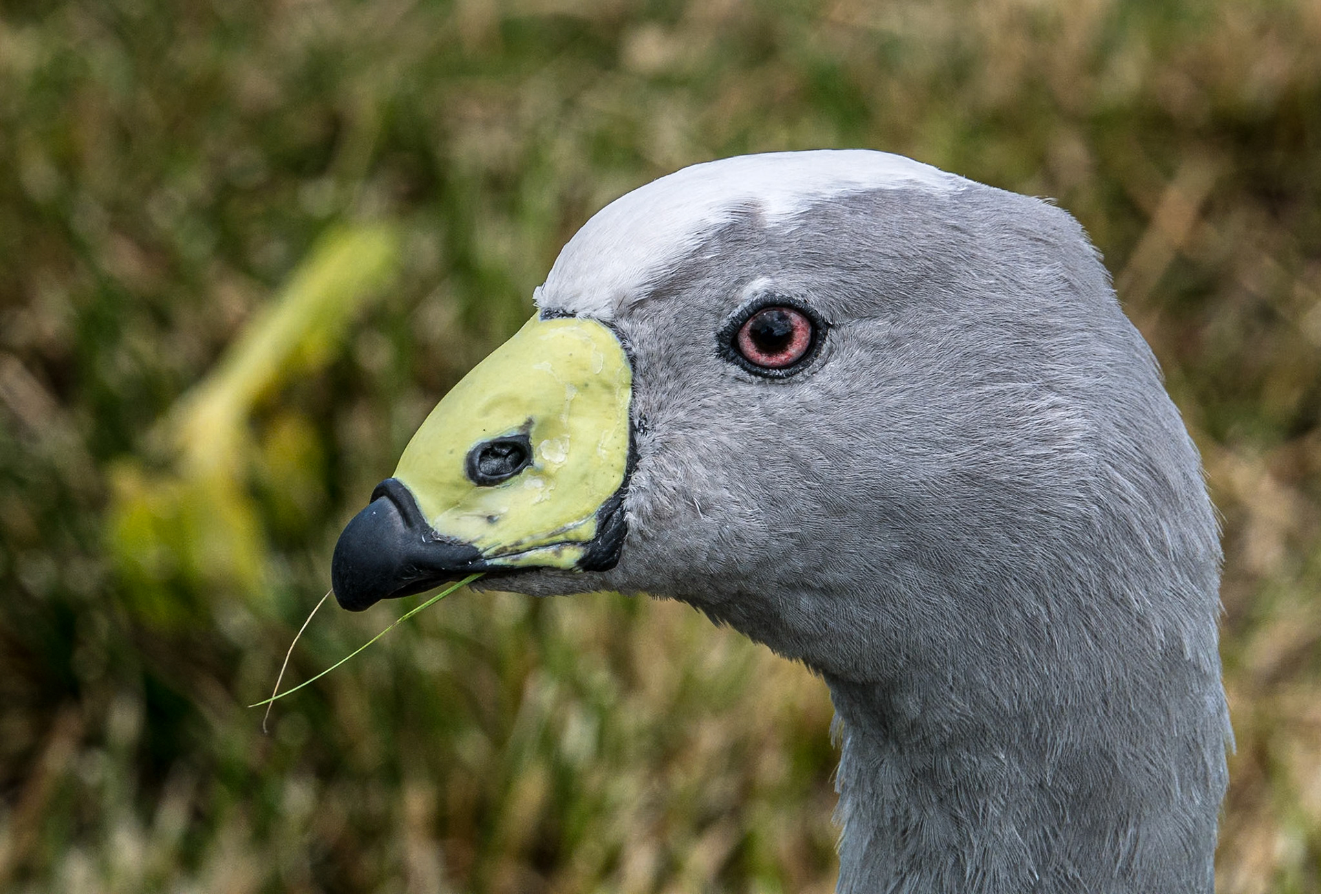 Coolwood Wildlife Park, Killarney, Co Kerry, 20 Jul 2015