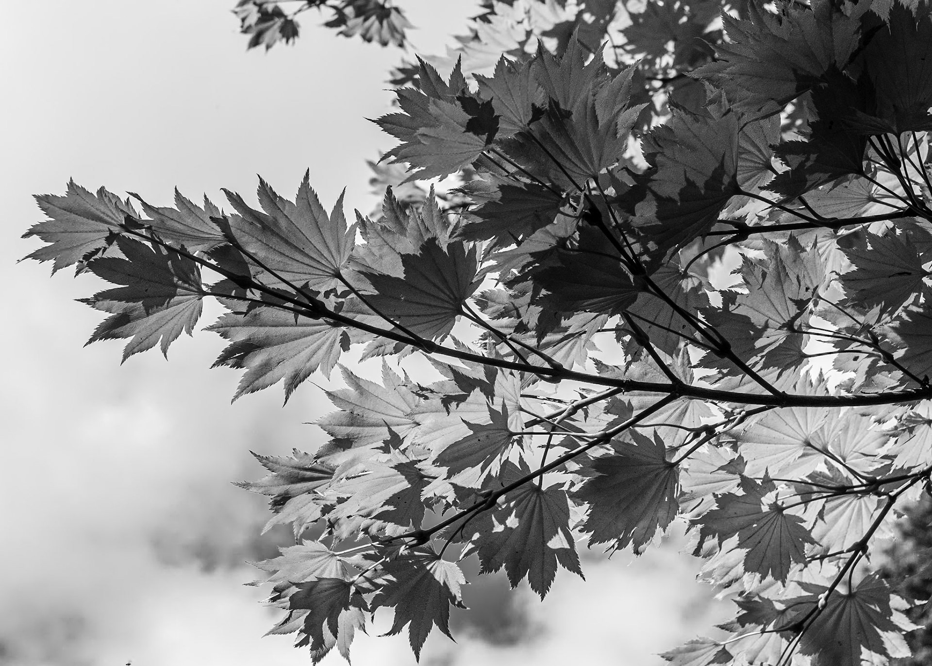 Mount Congreve Gardens, Co Waterford, 2 Sep 2023