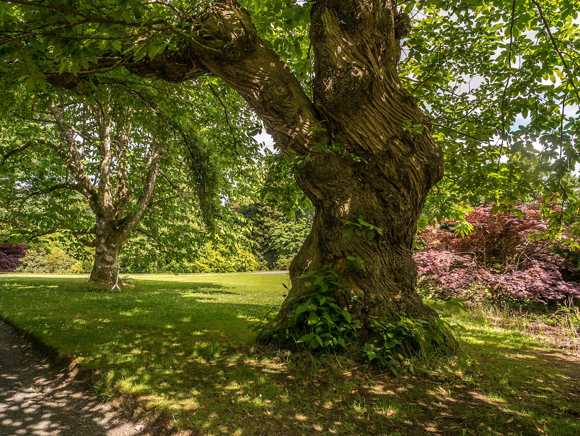 Mount Congreve Gardens, Co Waterford, 3 Jul 2016