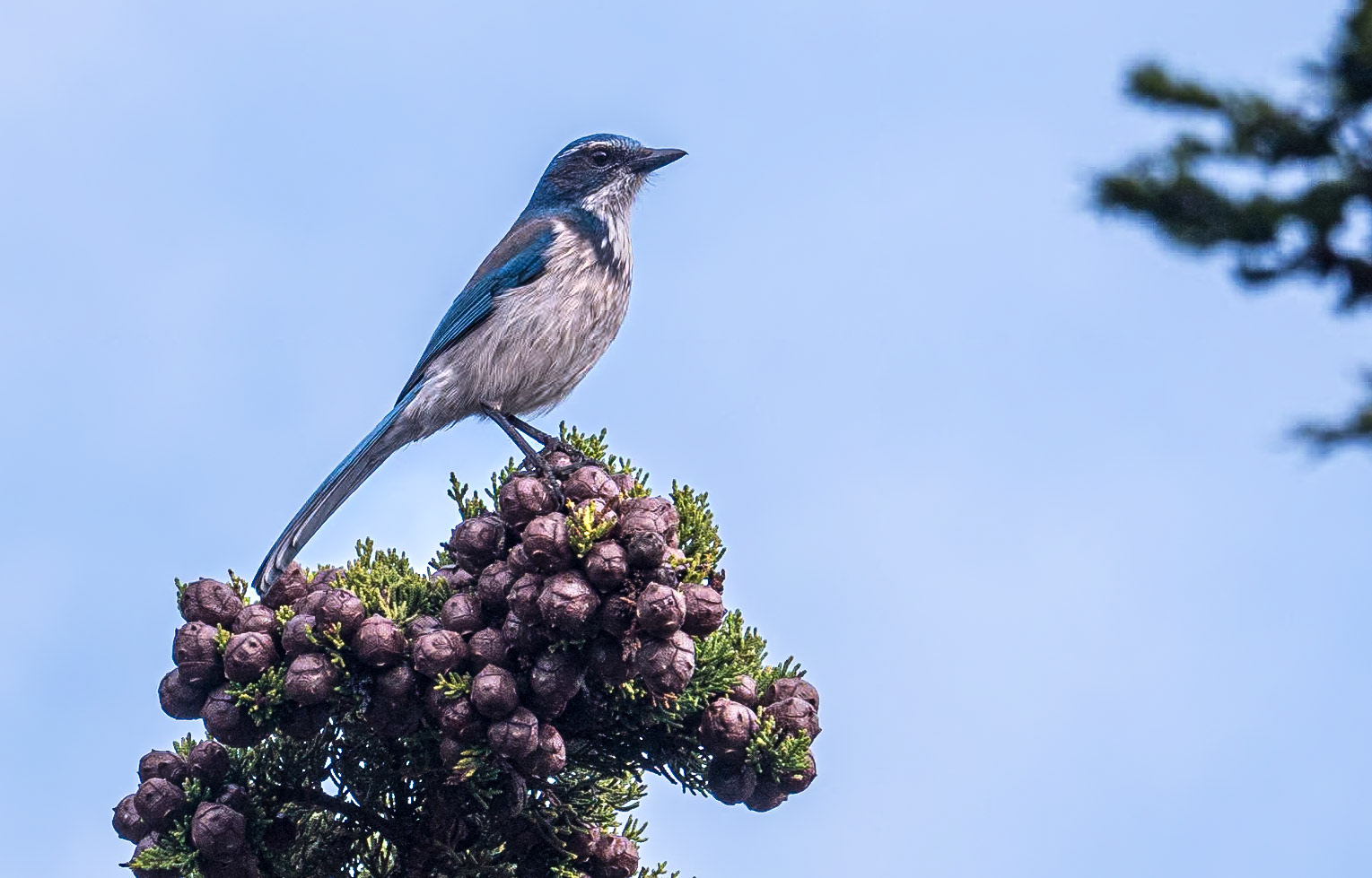 California Scrub Jay, Point Lobos State Natural Reserve, California, 22 Jan 2024
