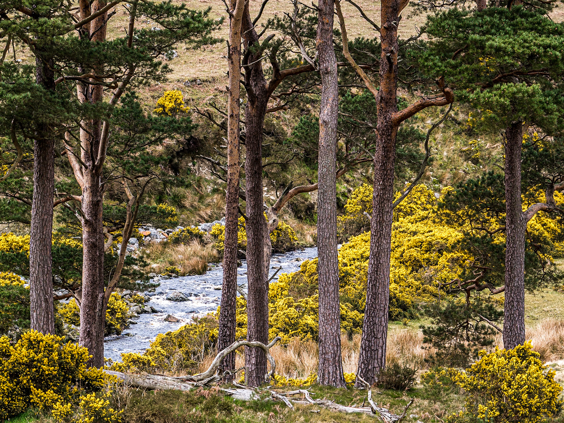 Walking from the Pier Gates to Lough Dan, 4 May 2015
