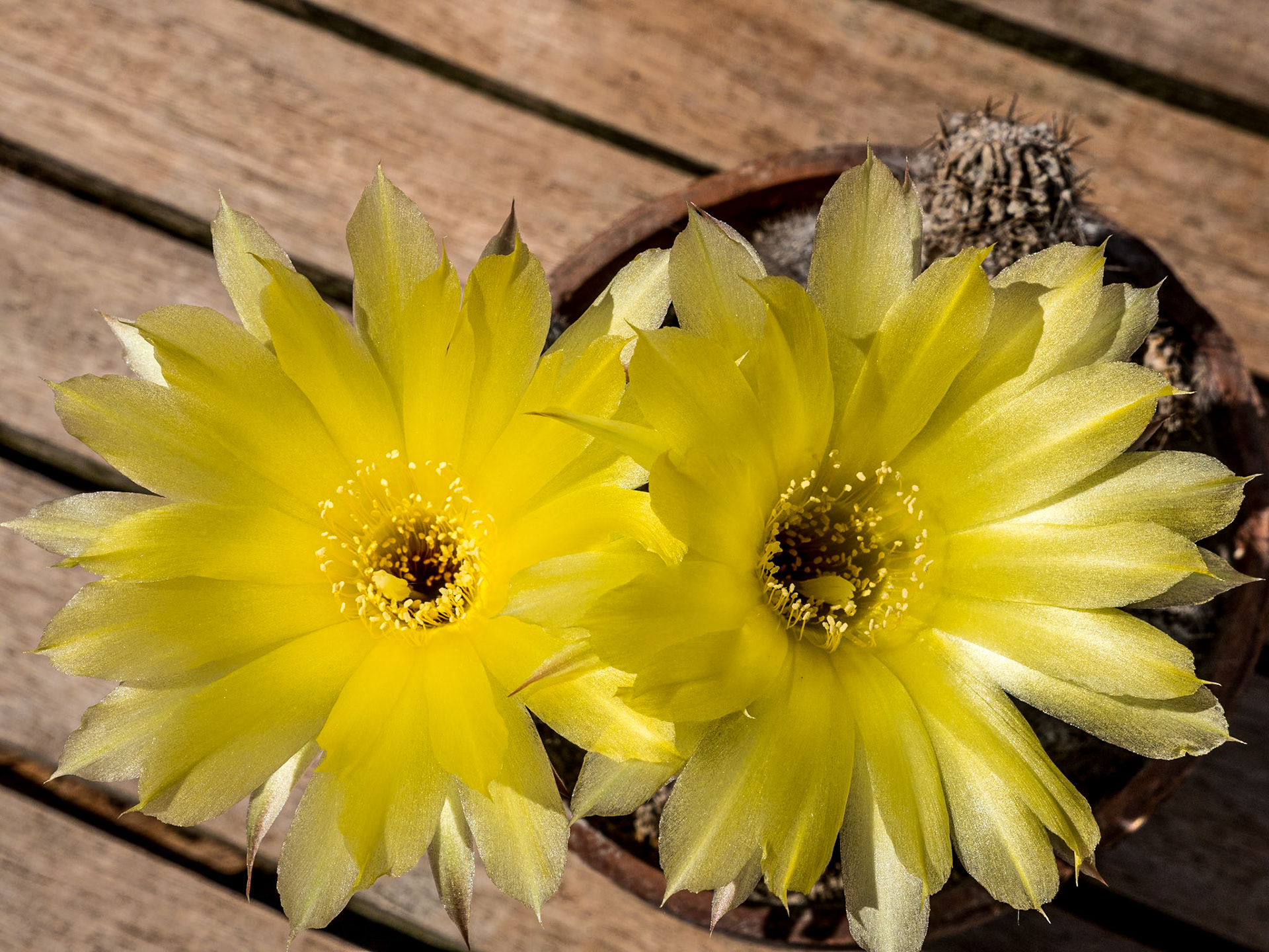 Cactus flower (Lobivopsis), back garden, 29 May 2020