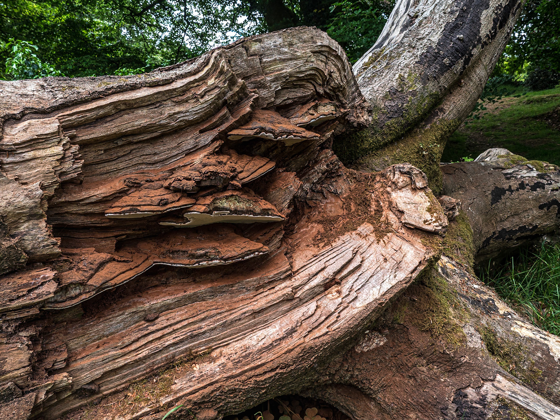 Rowallane Garden, Co Down, 17 Jun 2021