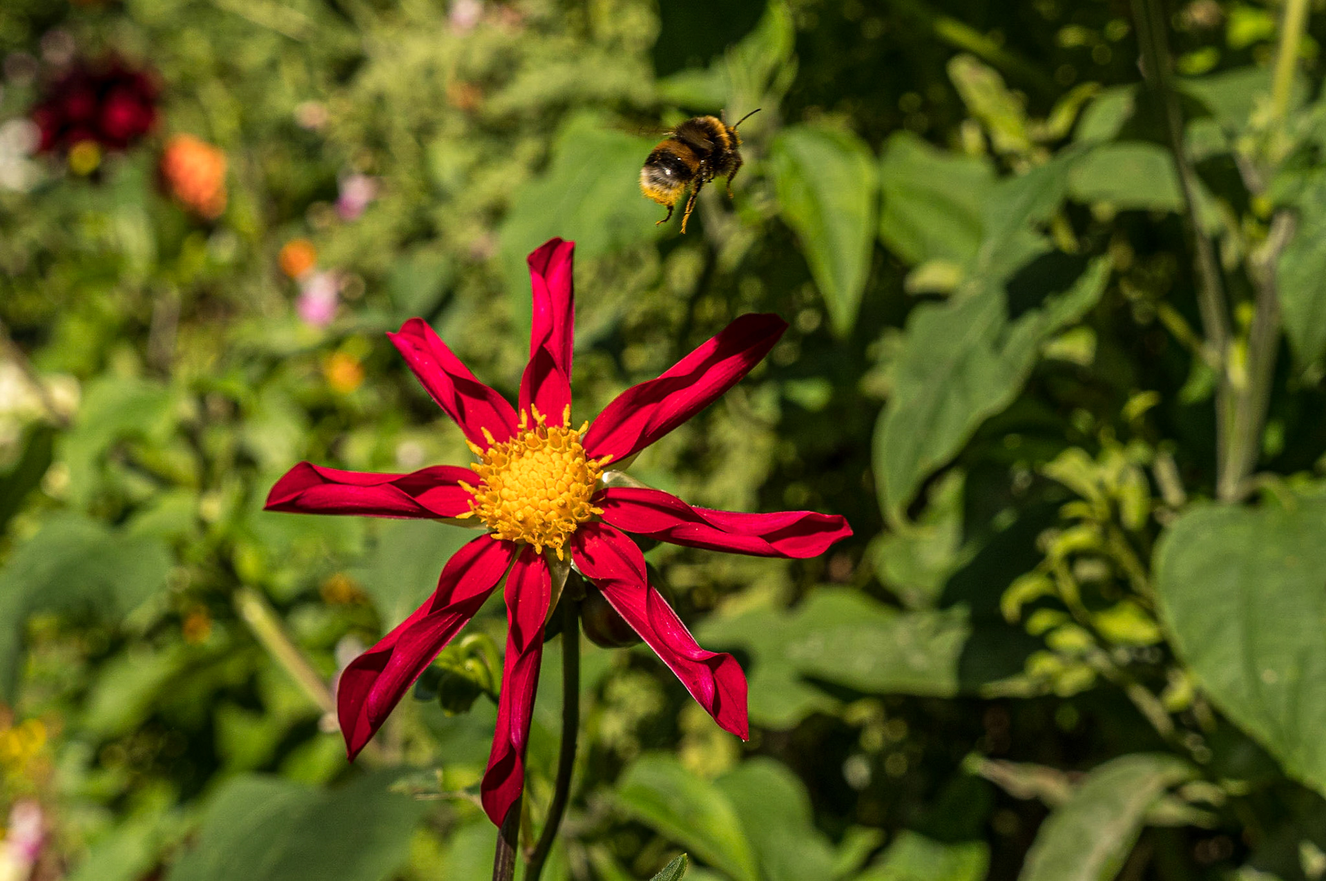 Claude Monet's garden, Giverny, 23 Sep 2021