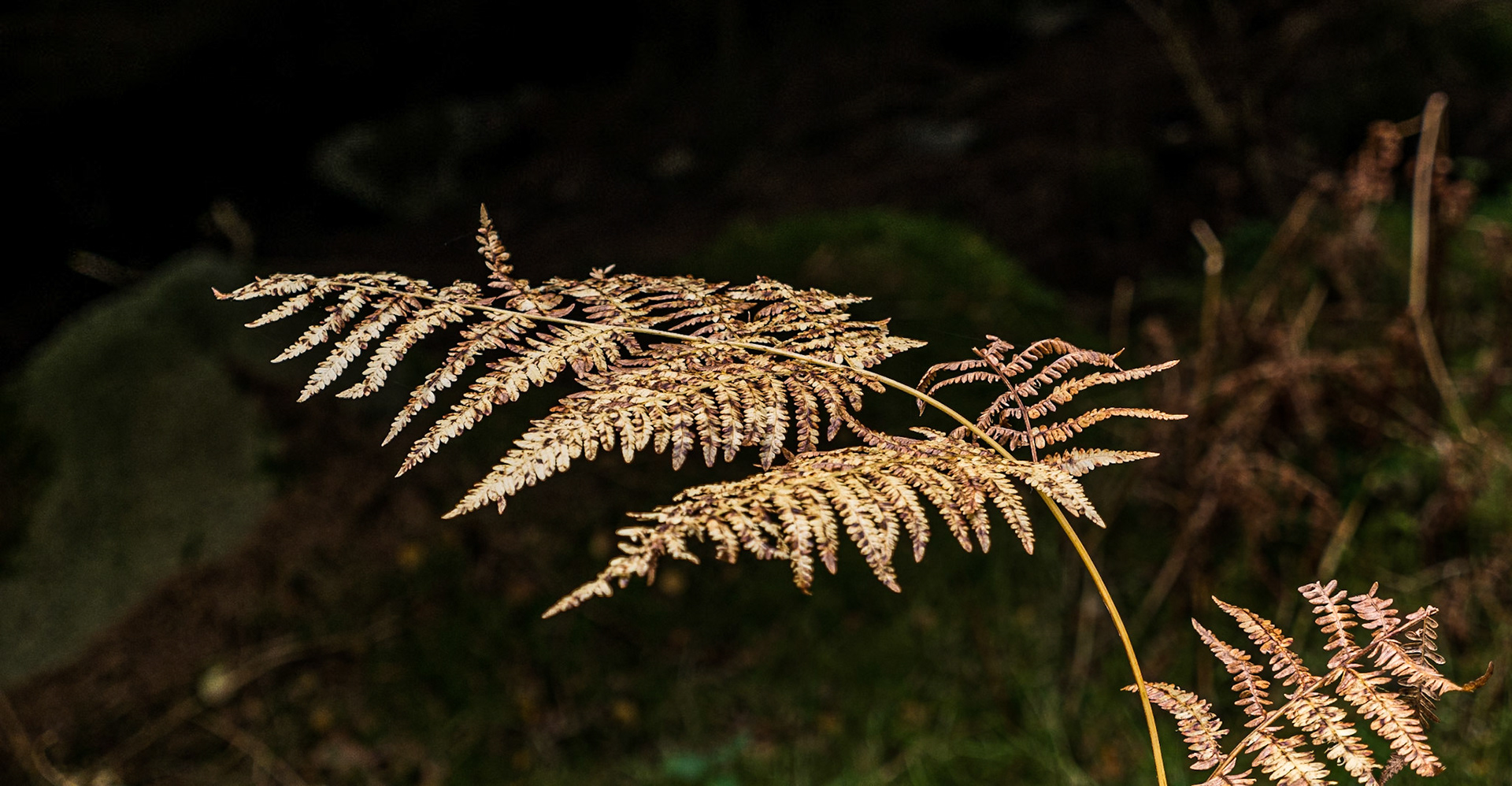 Fern, Knockree, Co Wicklow, 5 Oct 2014