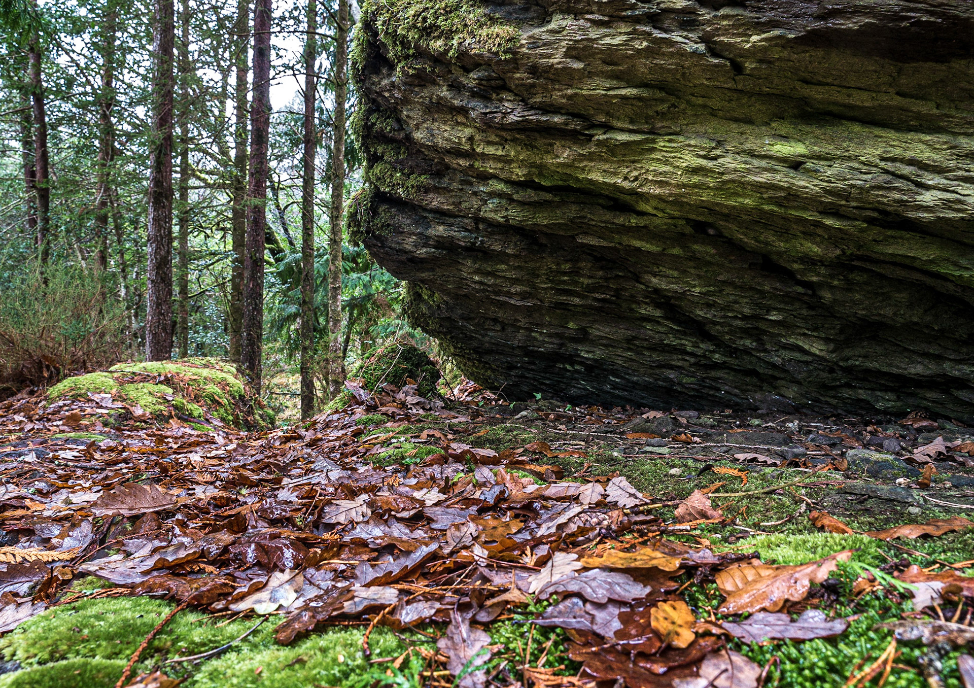 River walk/ Big Meadow walk, Glengarriff, Co Cork, 19 Nov 2016