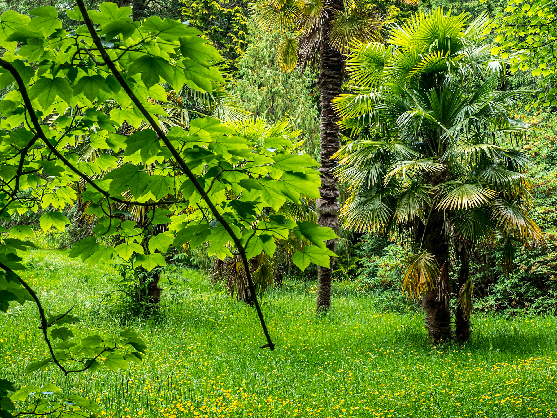 Rowallane Garden, Co Down, 17 Jun 2021