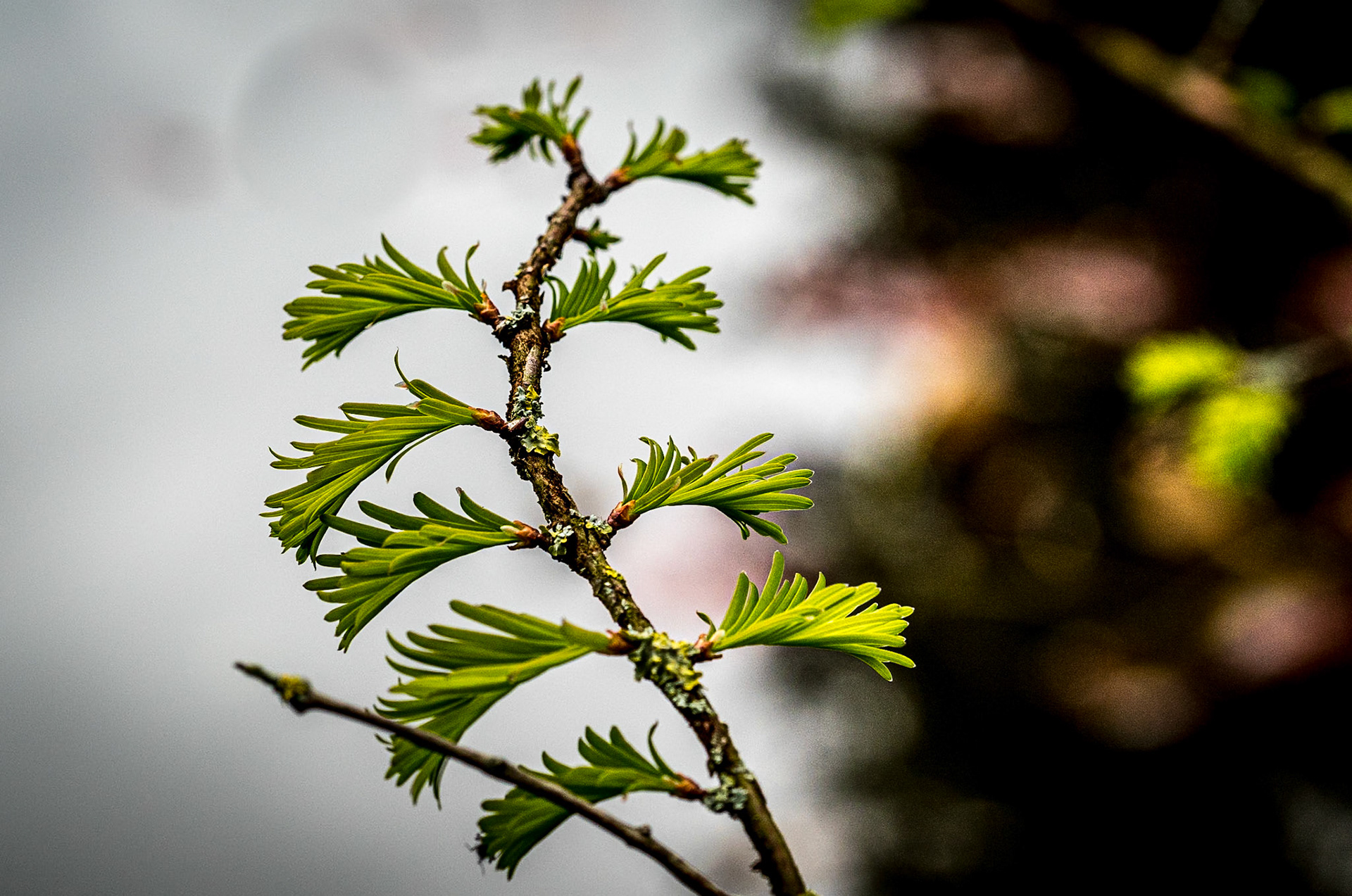 Metasequoia glyptostroboides (Dawn Redwood), Botanic Gardens, Dublin, 13 Apr 2021