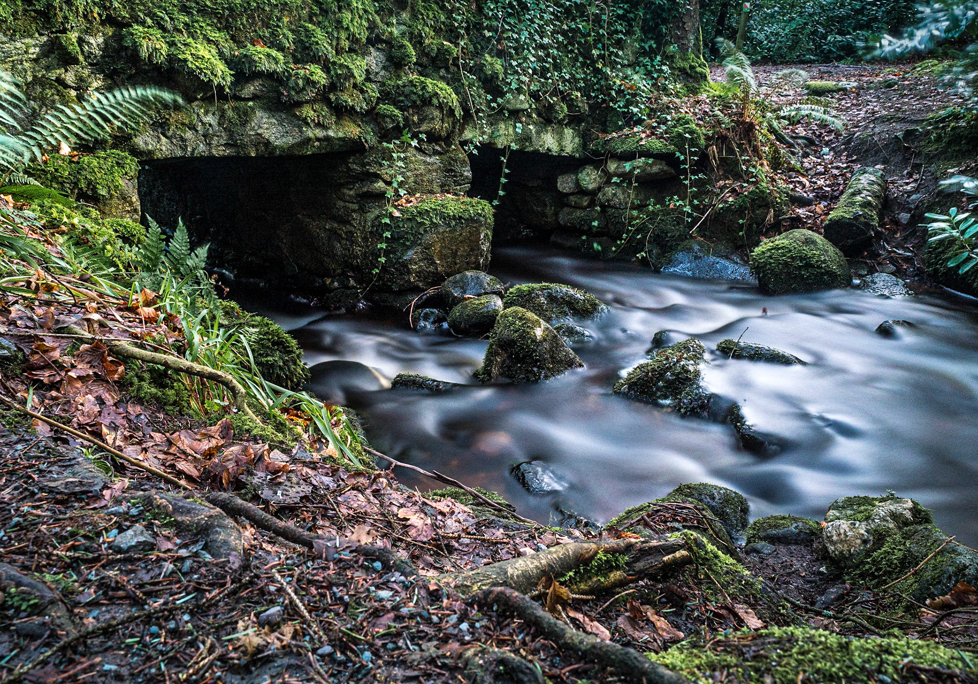 Massy's Estate, Co Dublin, 14 Feb 2020