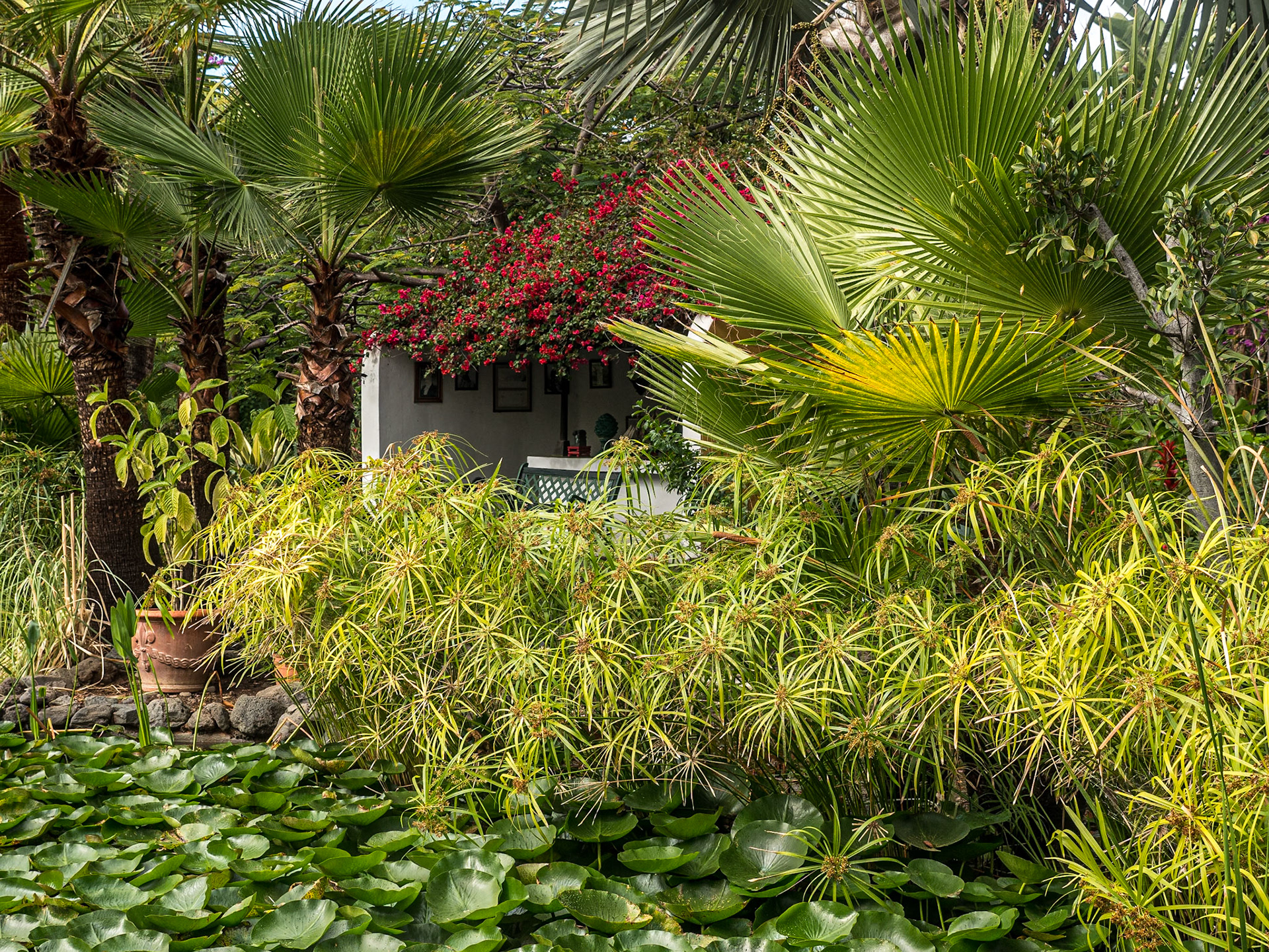 Sitio Litre Garden, Puerto de la Cruz, Tenerife, 27 Jan 2022