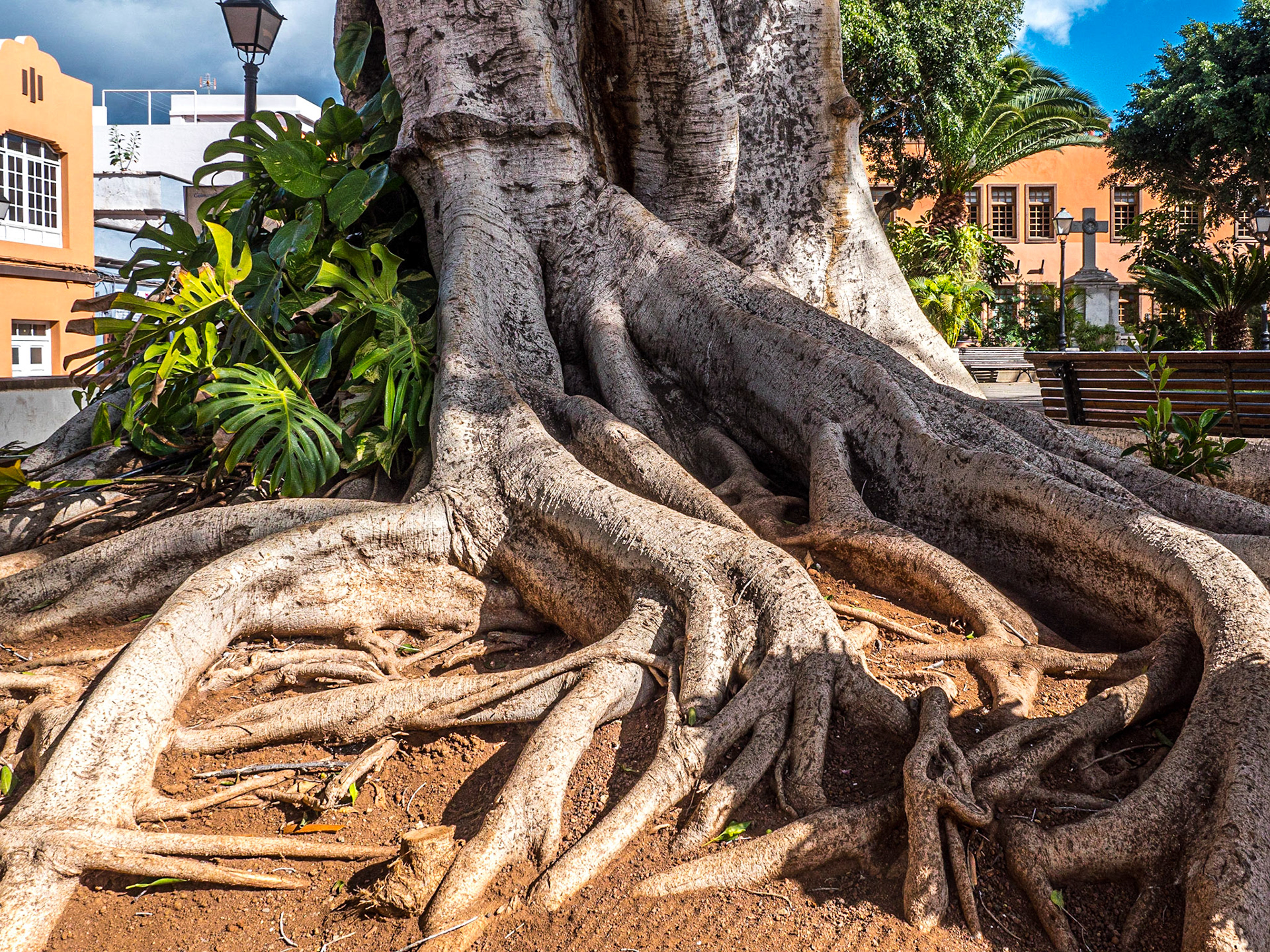 Plaza del Ayuntamiento, Güímar, Tenerife, 15 Feb 2019