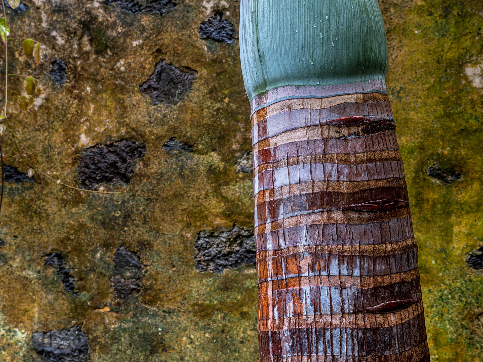 Hyophorbe Lagenicaulis, Botanic Gardens, Puerto de la Cruz, Tenerife, 16 Feb 2019