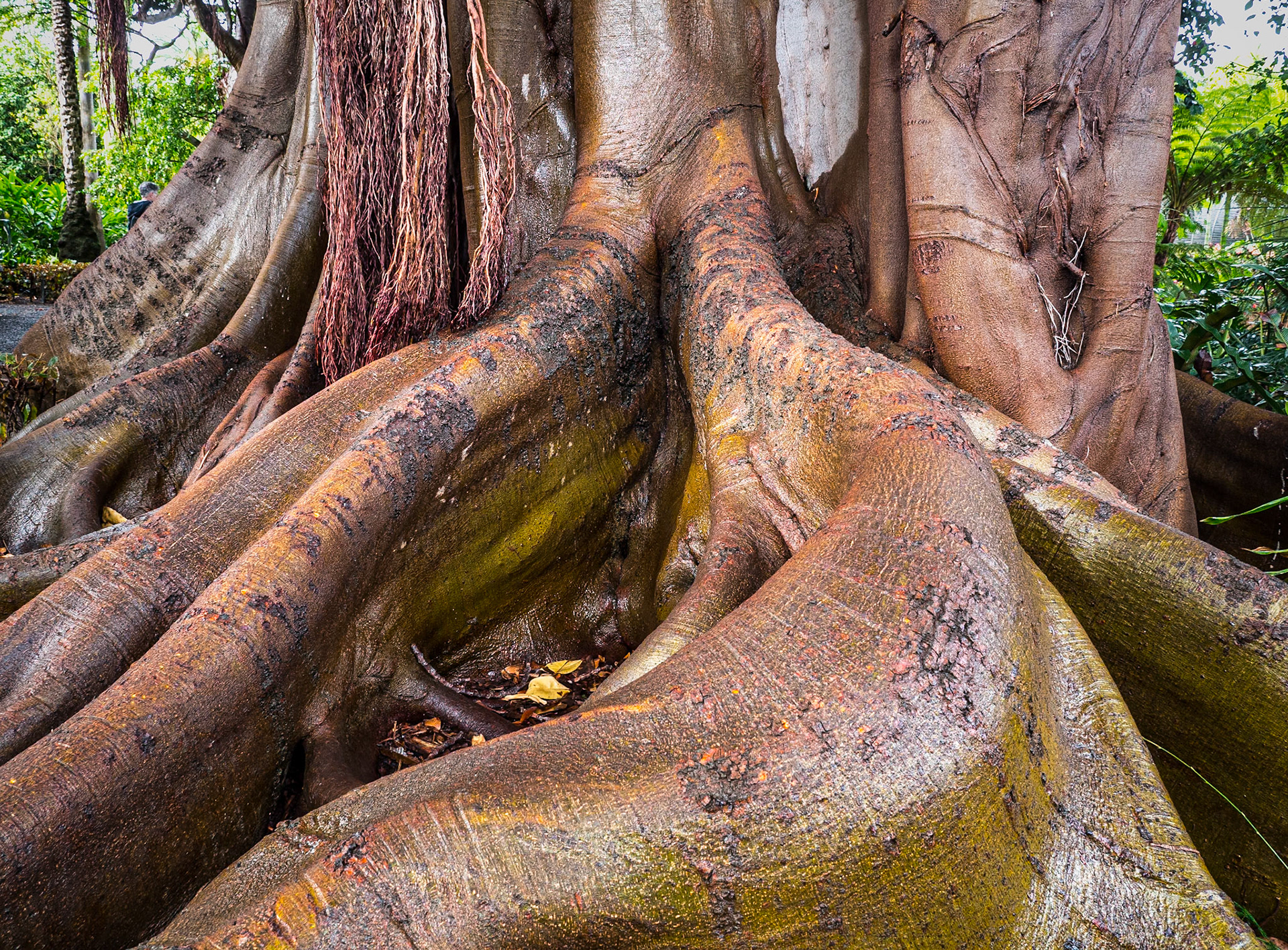 Ficus macrophylla f columnaris, Botanic Gardens, Puerto de la Cruz, Tenerife, 16 Feb 2019
